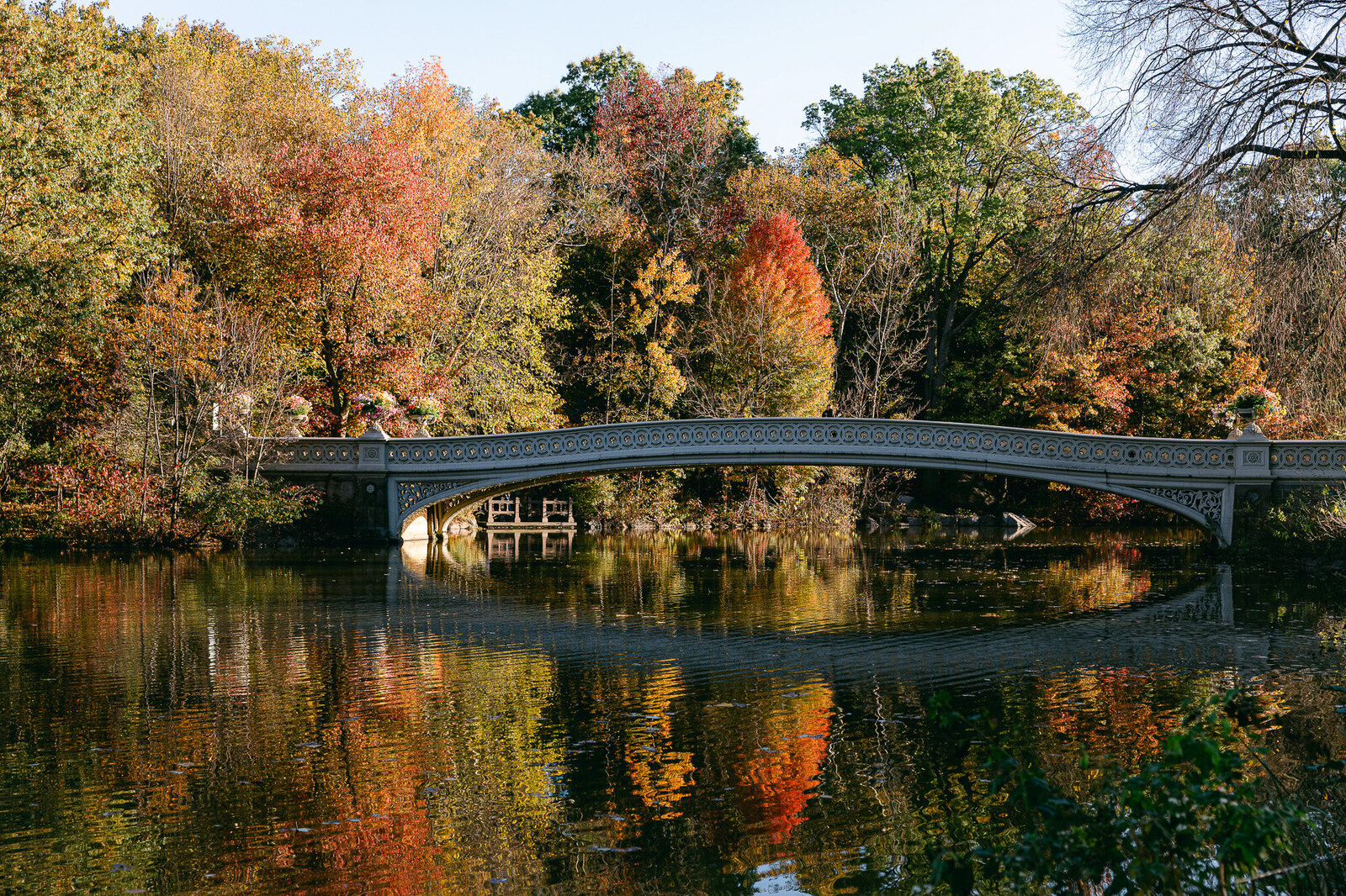 Central Park's bow bridge in the fall morning light