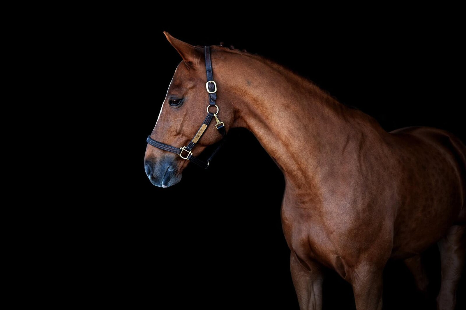 black-background-equine-horse-photography-ocala-lakeland-photographer-12