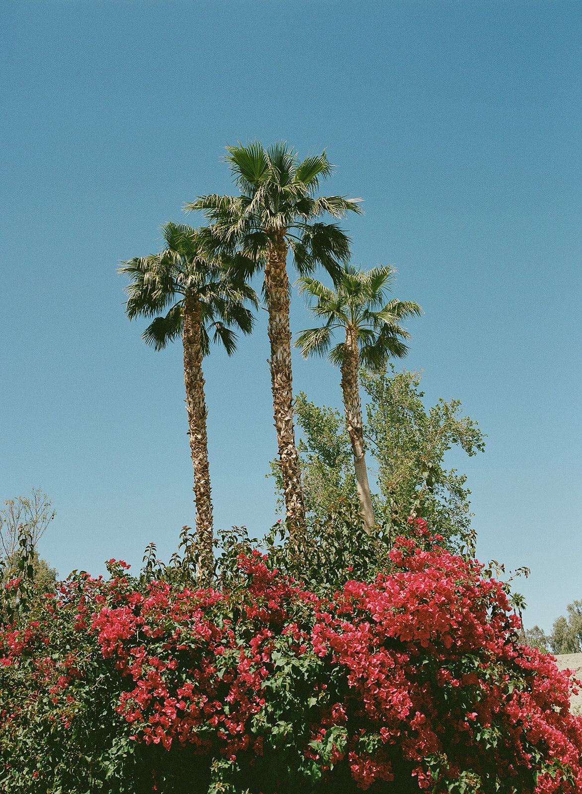 imanleeevents-sandiegoweddingplanner-indianwellsgolfresortwedding-palmspringsweddingplanner-sabrinaandryan01Erin _26 Patrick - SabrinaRyan