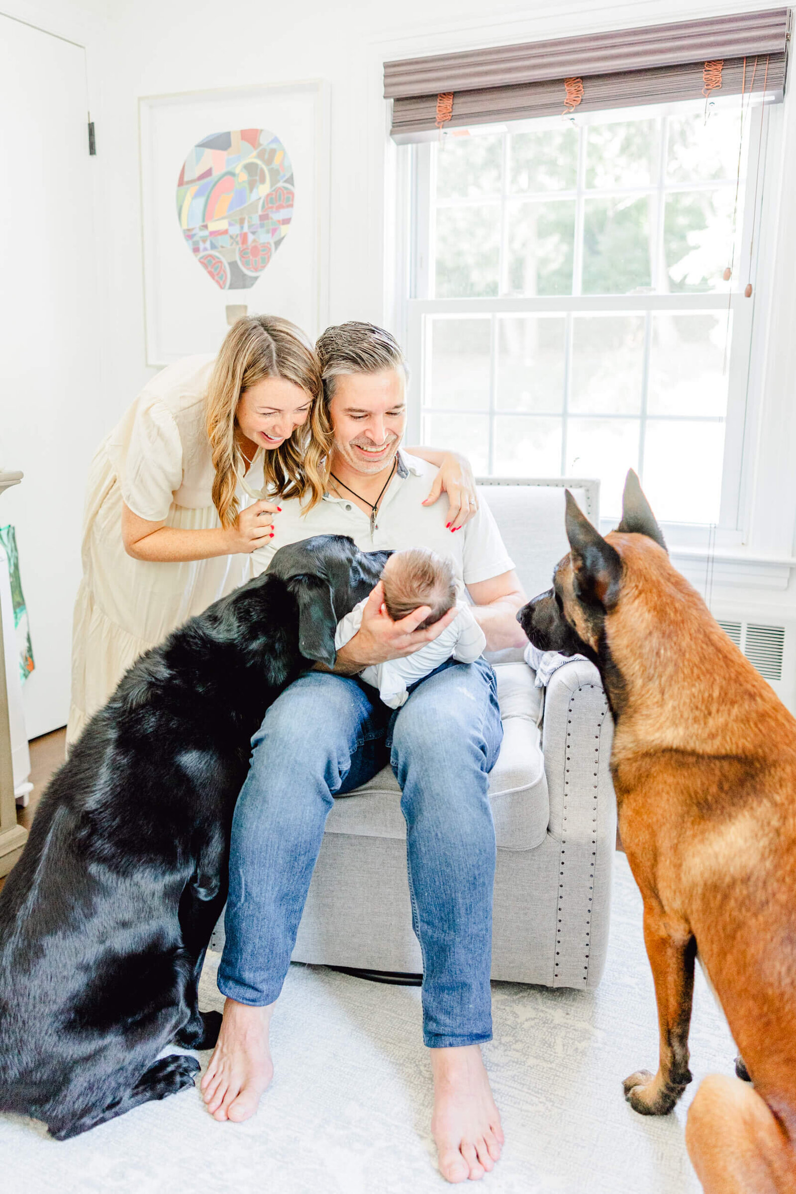 Mom and dad smile at their newborn while a black lab tries lay his face on the baby and a Belgian Malinois looks on