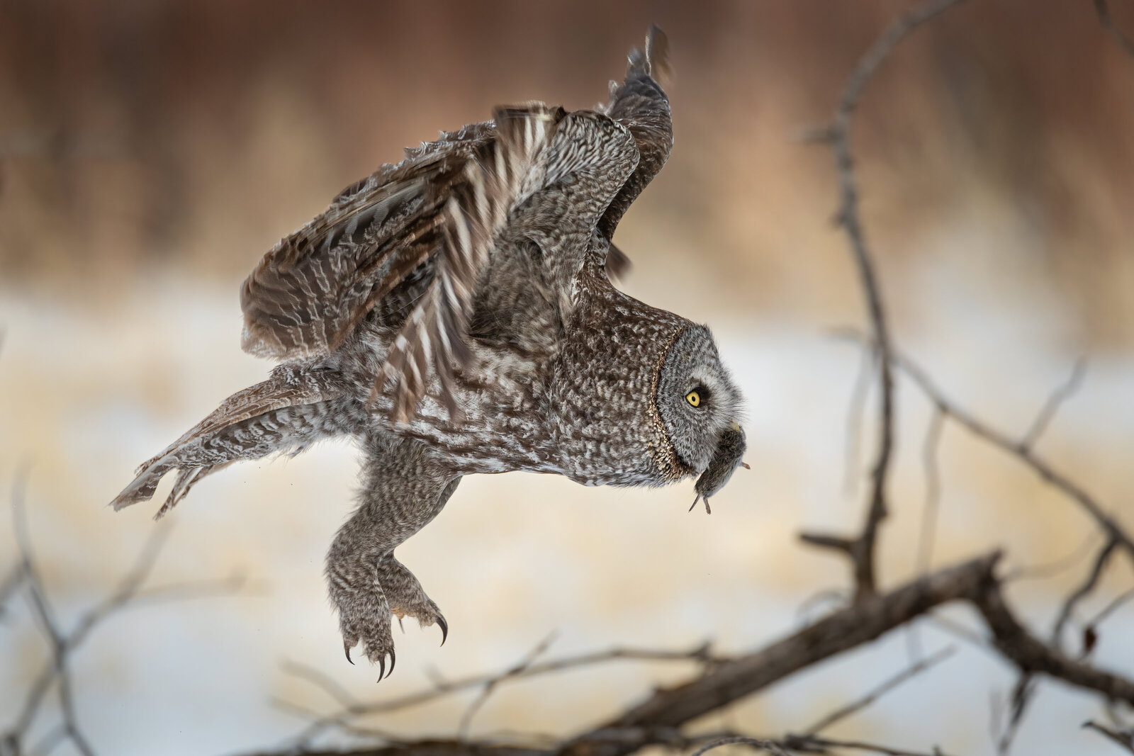 2021-03-09-75A8699-great-gray-owl
