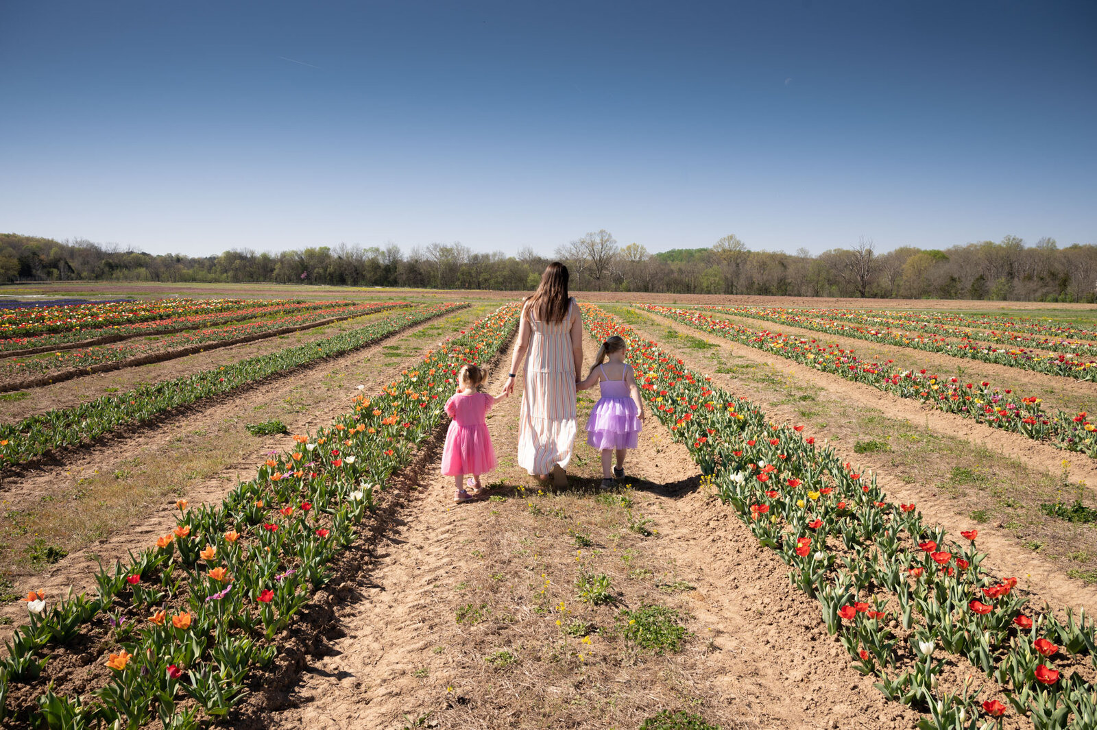 Beautiful family tulip field