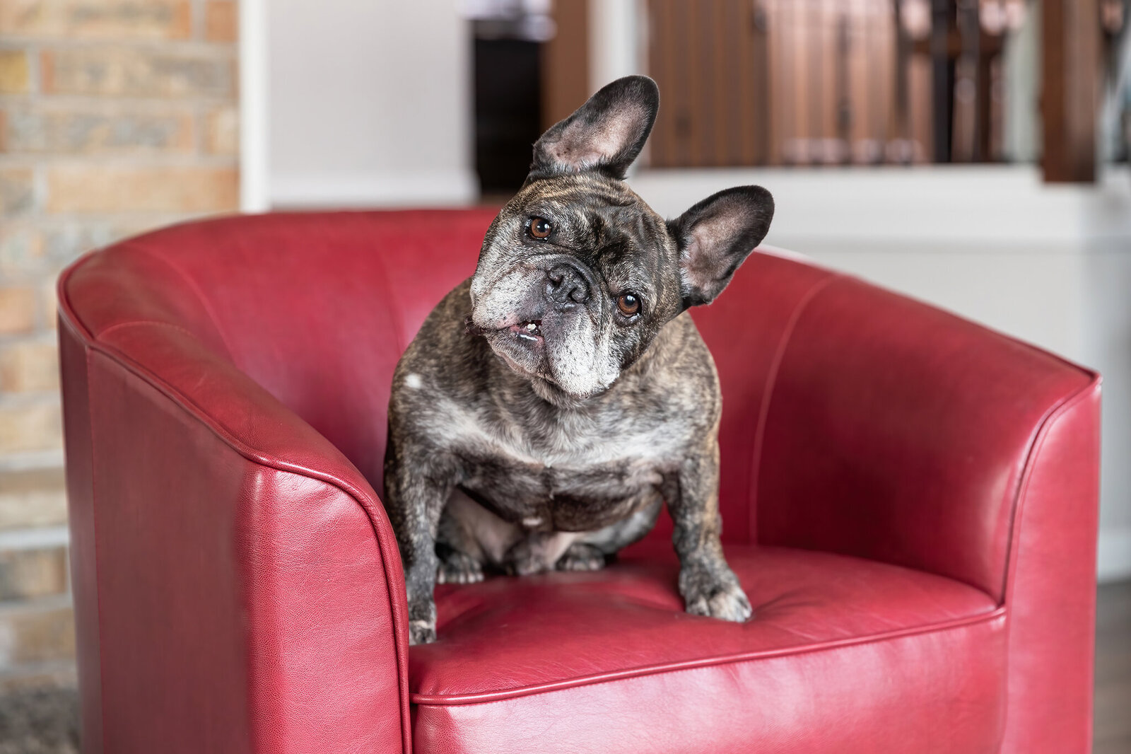 French bulldog sitting on a red chair
