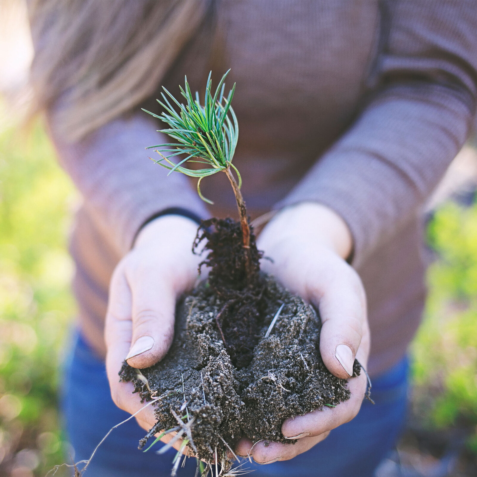 townsend-one-tree-planted