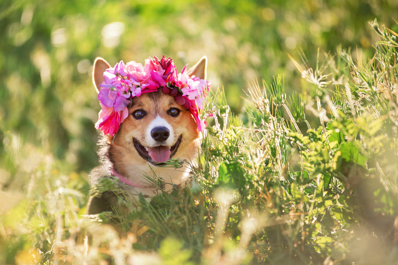 Los-Angeles-pet-photographer-Paw-Prints-Pet-Portraiture-Corgie-puppy-flower-crown