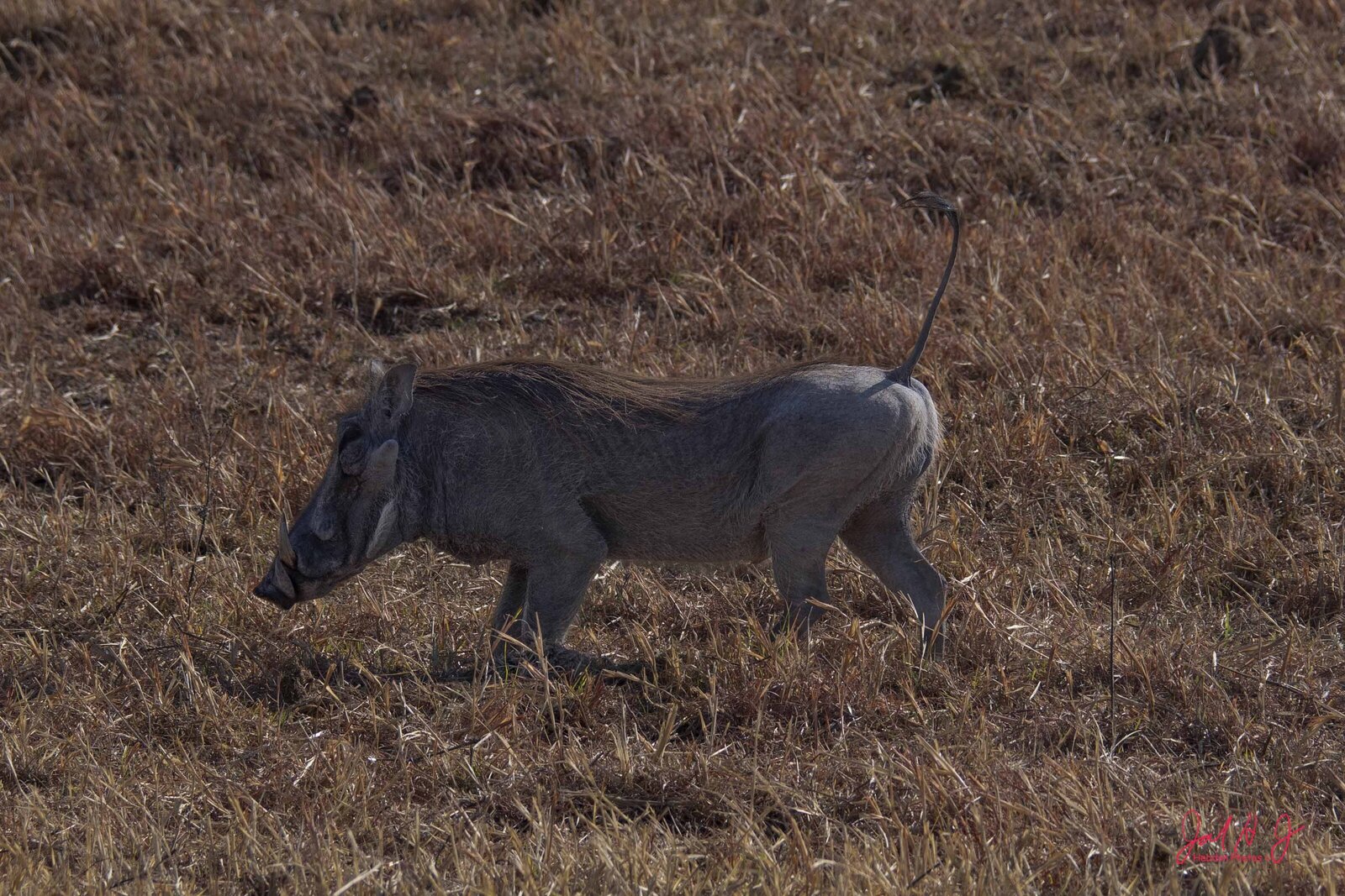2019 Warthog (2)