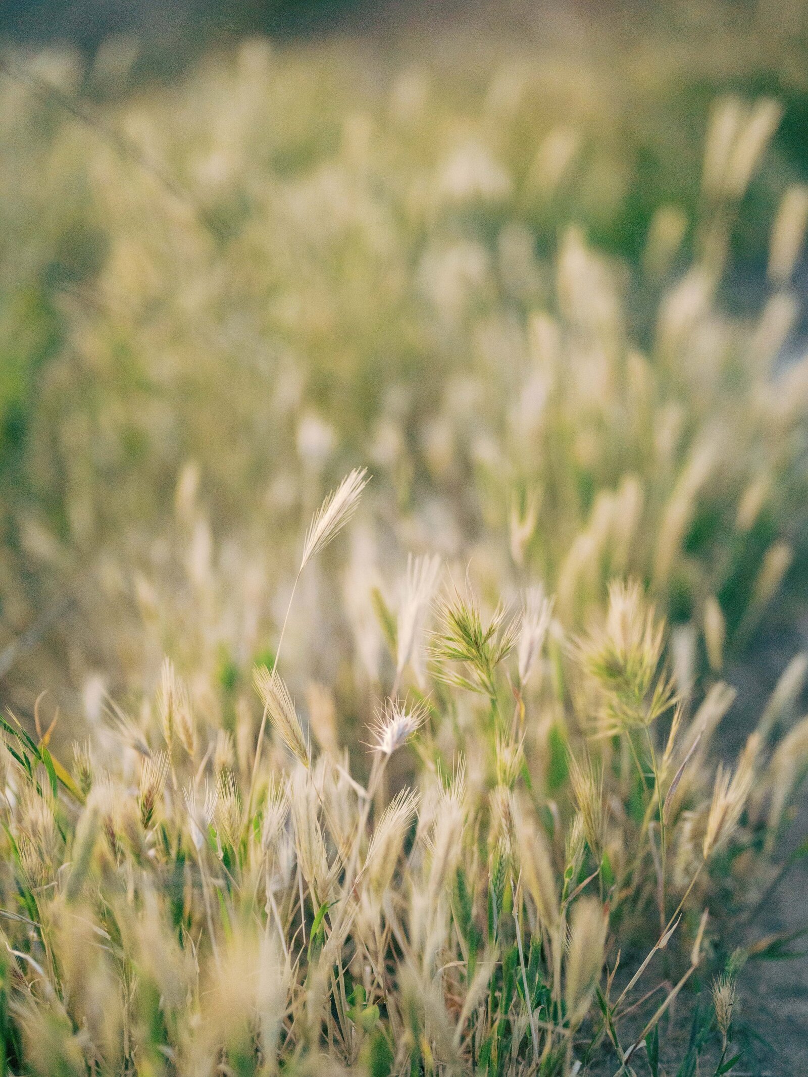 TorreyPine_Engagement_April012024_193