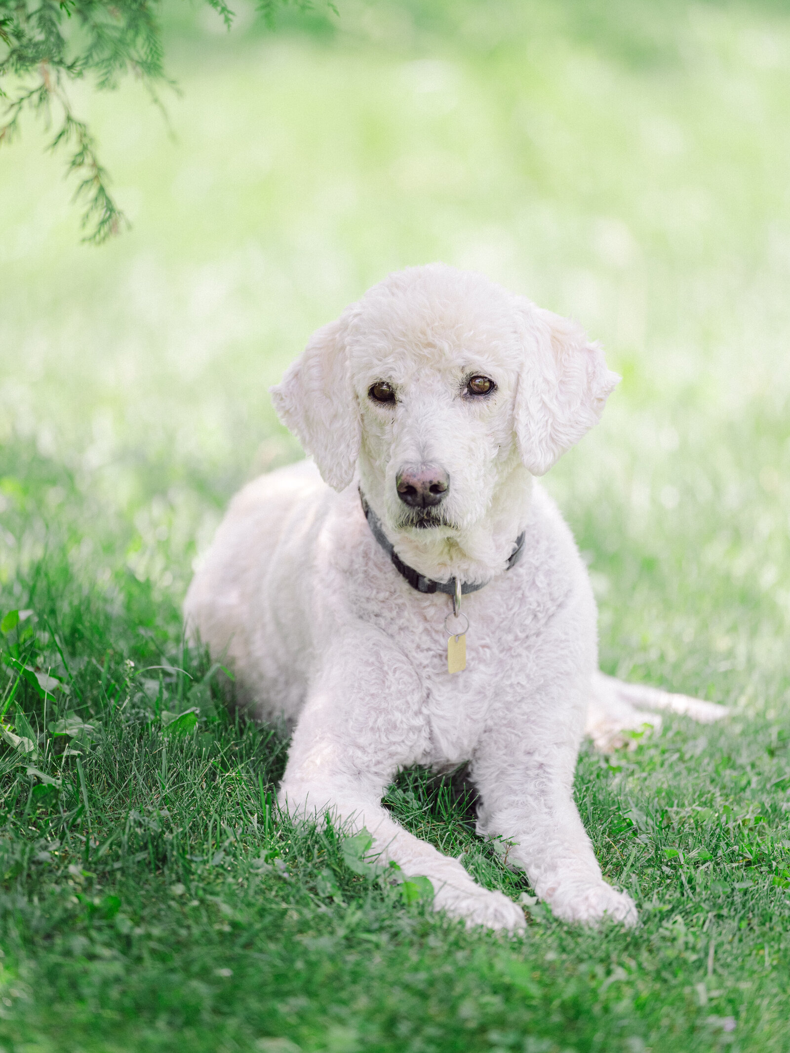 family_pet_photography_waterloo1-2