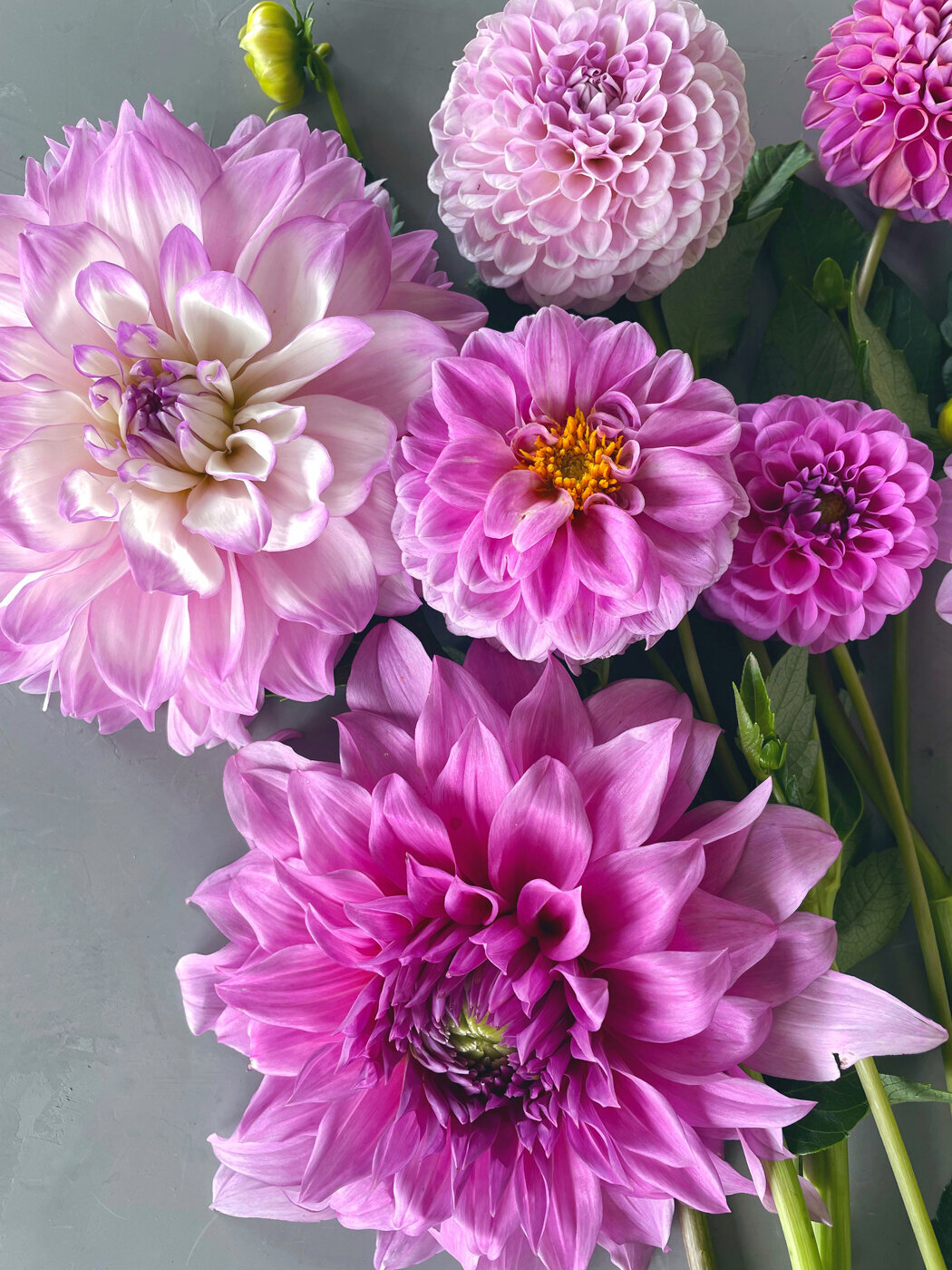 Dahlia-Sweet-Peas-Flower-Farm28