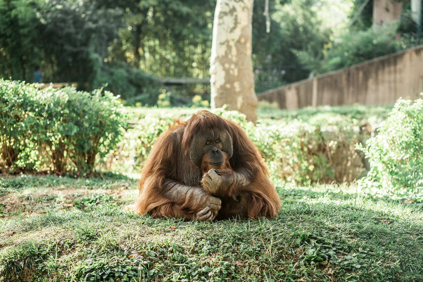 orangutan-zoo-nature-philadelphia-pa-kate-timbers-photography-2042