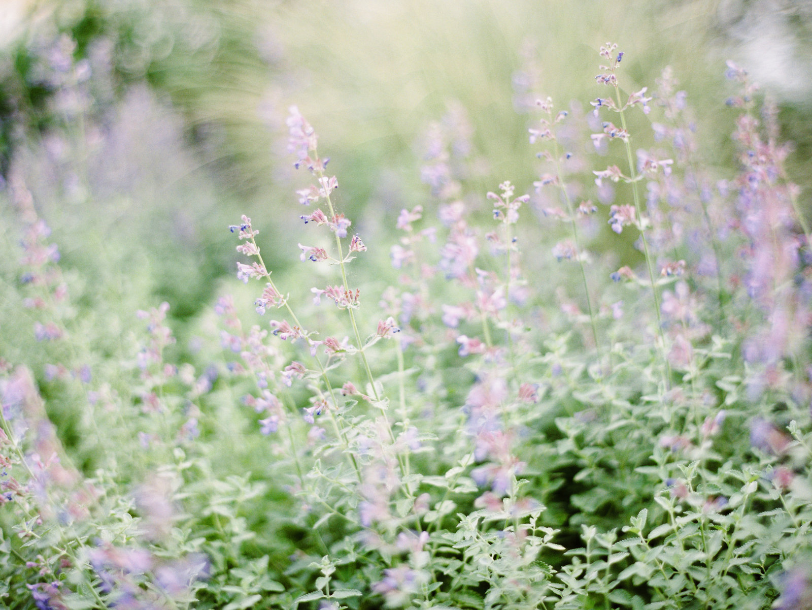 raleigh_nc_film_wedding_photographer_engagement_michaelemily_21