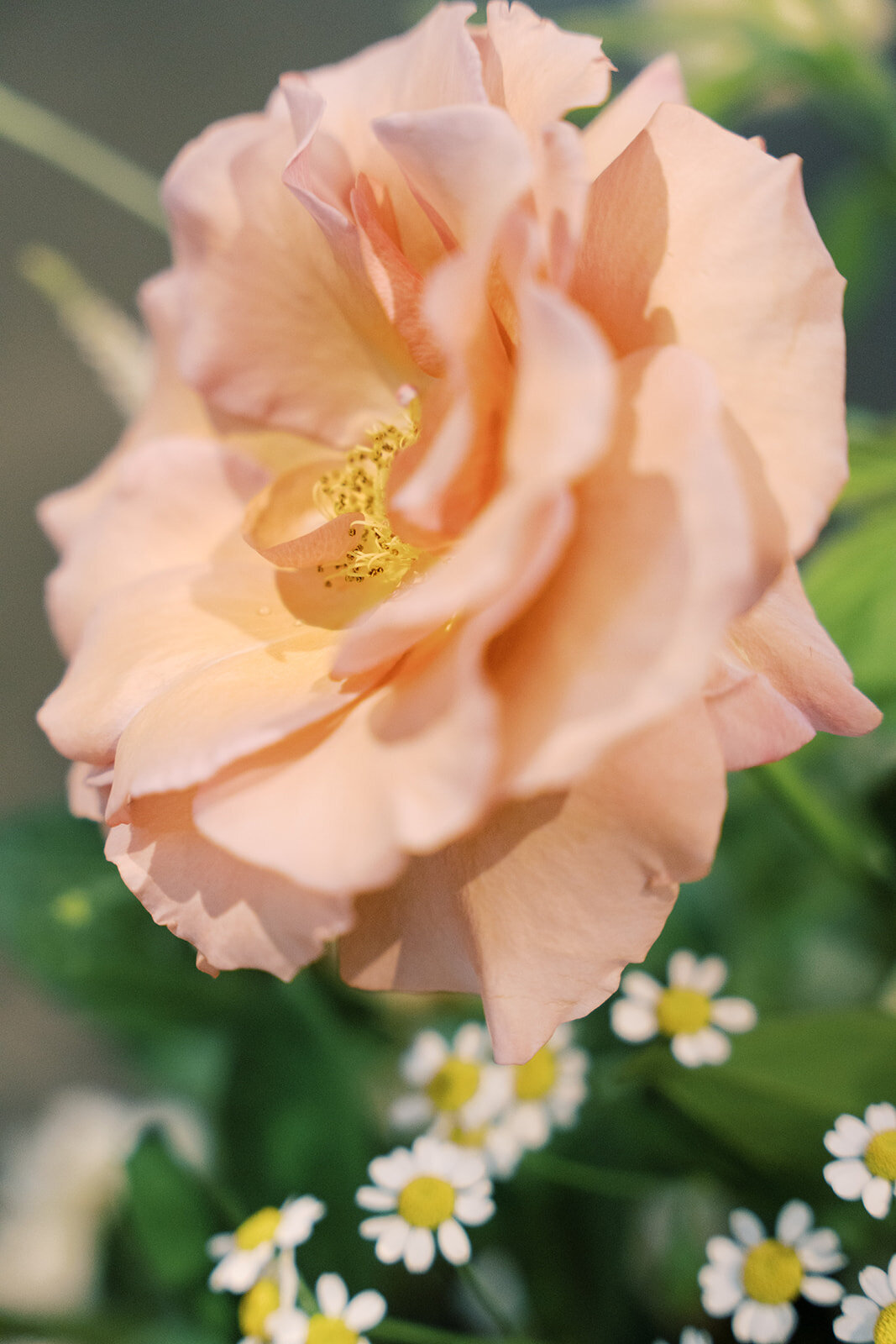 Peach rose with greenery and daisies in the background.