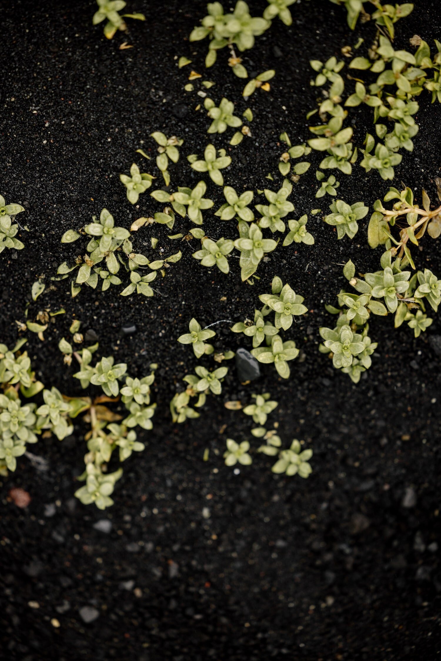 greenery at Iceland spire