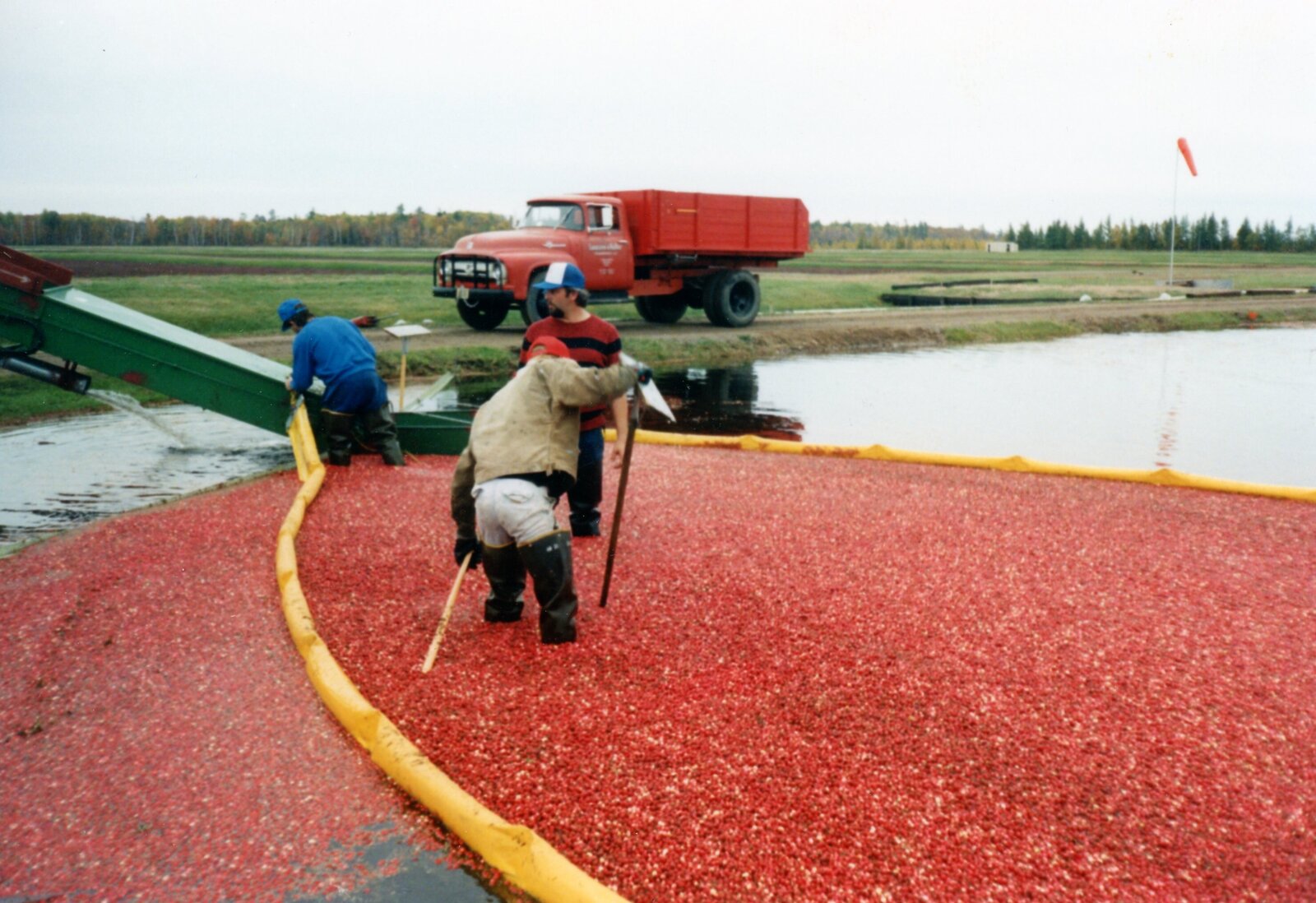 Gen 3 -1991 Harvest (2)