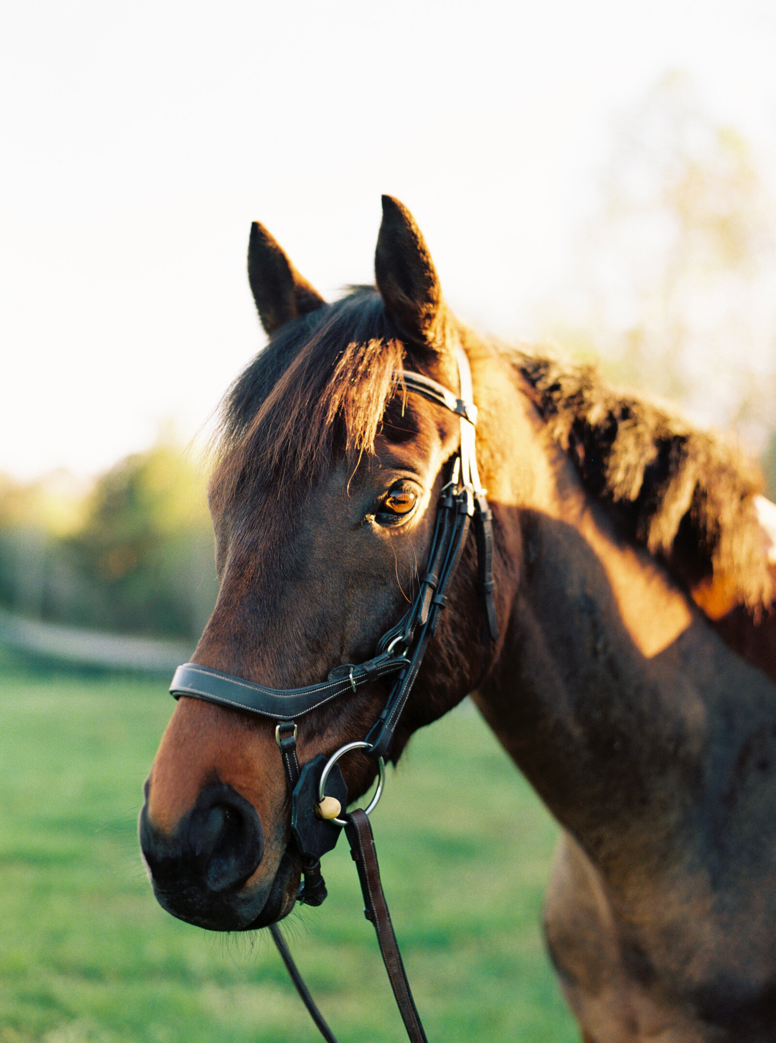 nc-equine-photographer-daniellejamesstudios-16