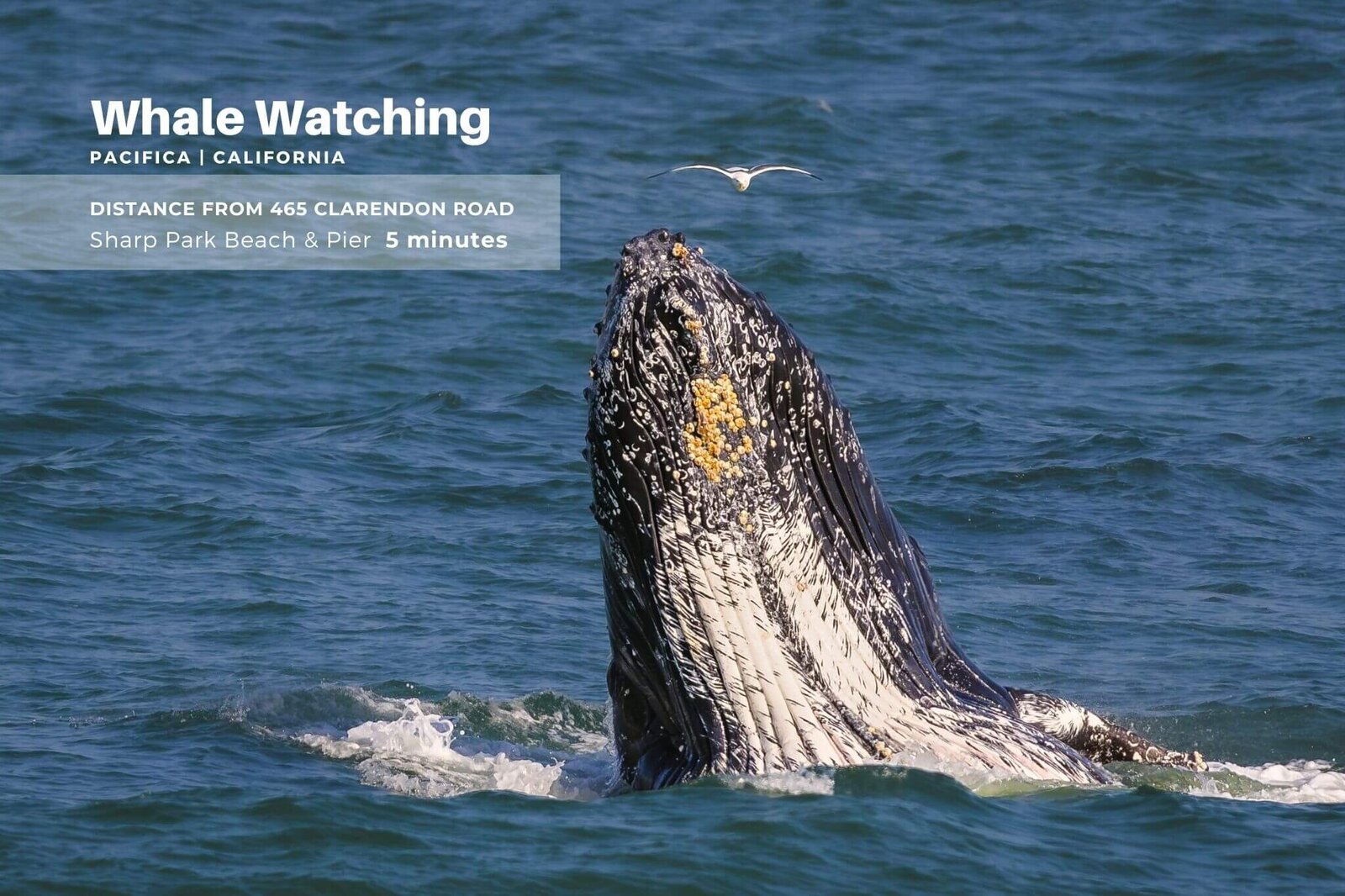mls47_michael-jimenez-pacifica-realtor-san-francisco-homes-for-sale-whale-watching