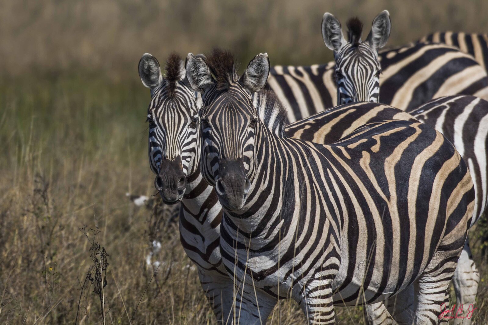2017 Zebra (2)