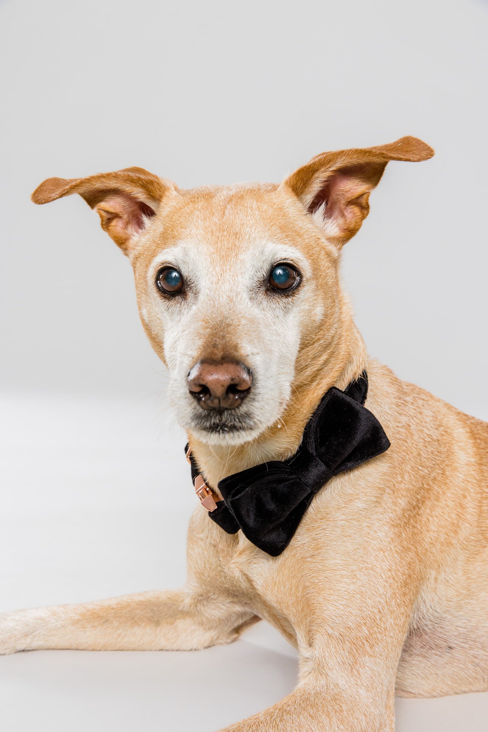 The Beloved Pup Photo Studio - Birmingham, Alabama Commercial Dog Photographer 39