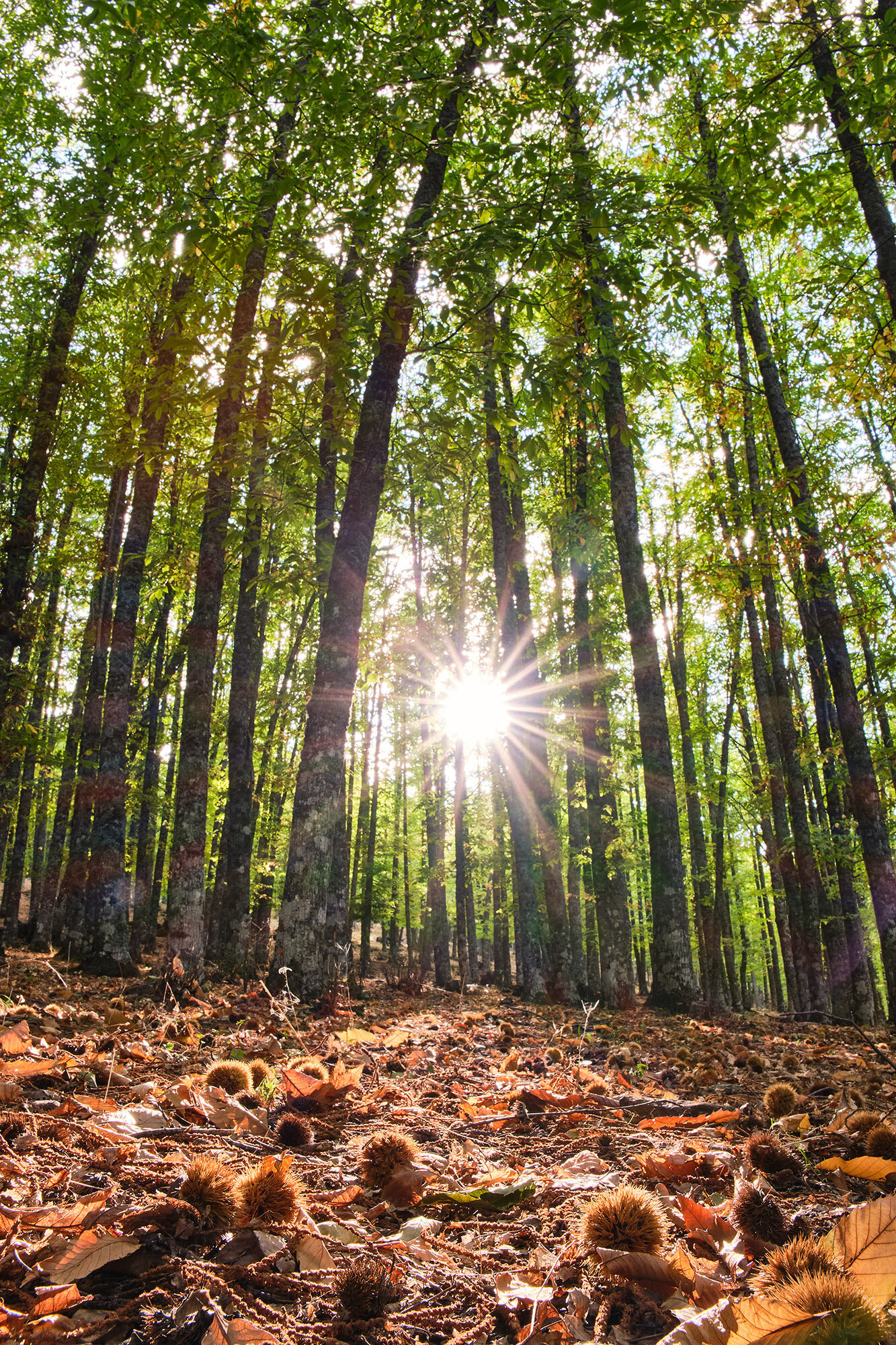 chestnut-forest-with-the-sun-sneaking-through-the-2023-11-27-05-08-22-utc