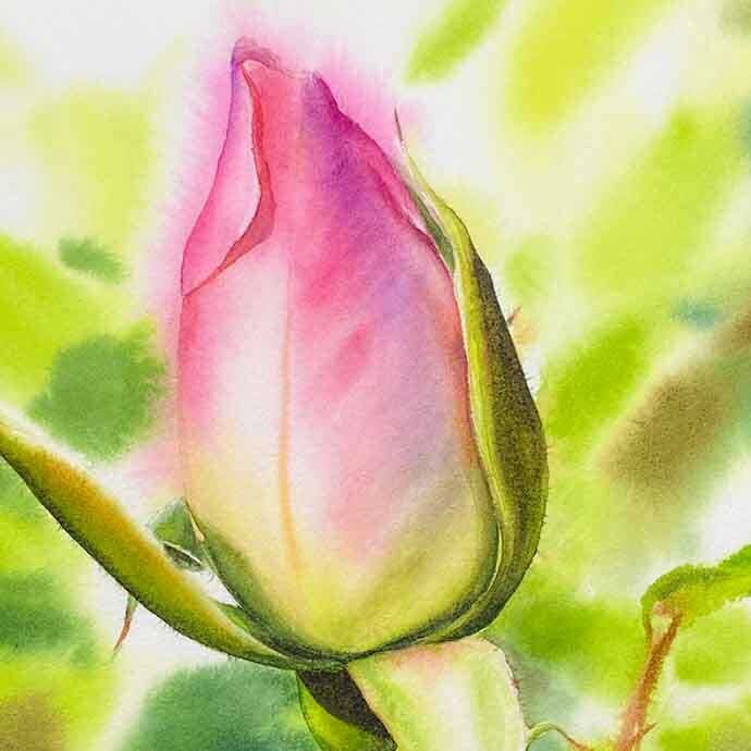 watercolor-pink-rose-garden