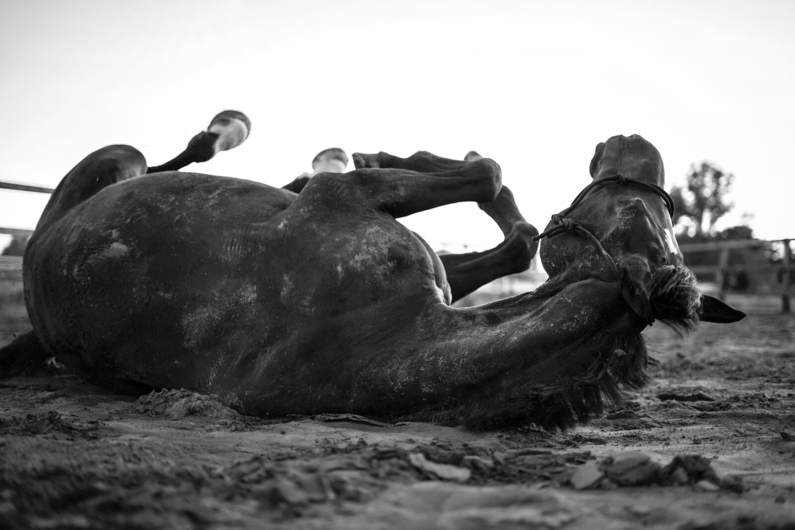 DSC09174-BW