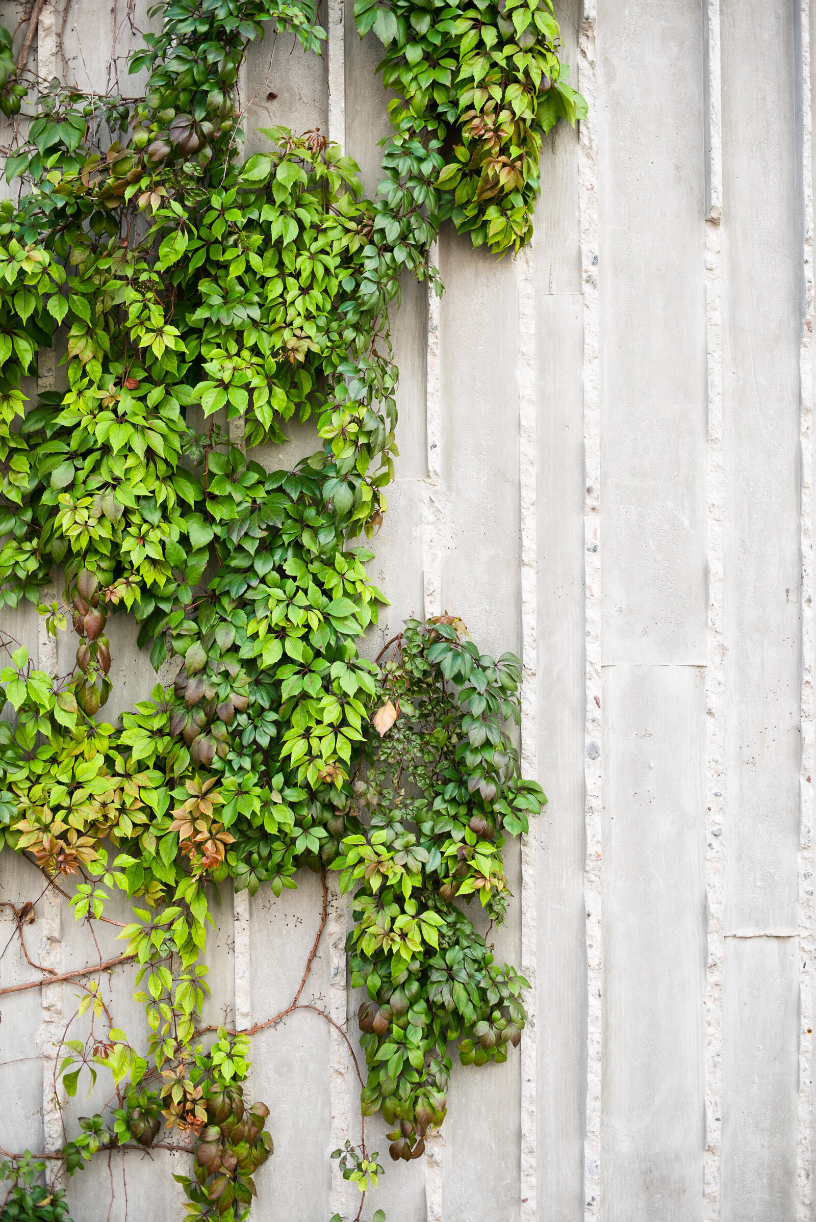 stone wall with ivy