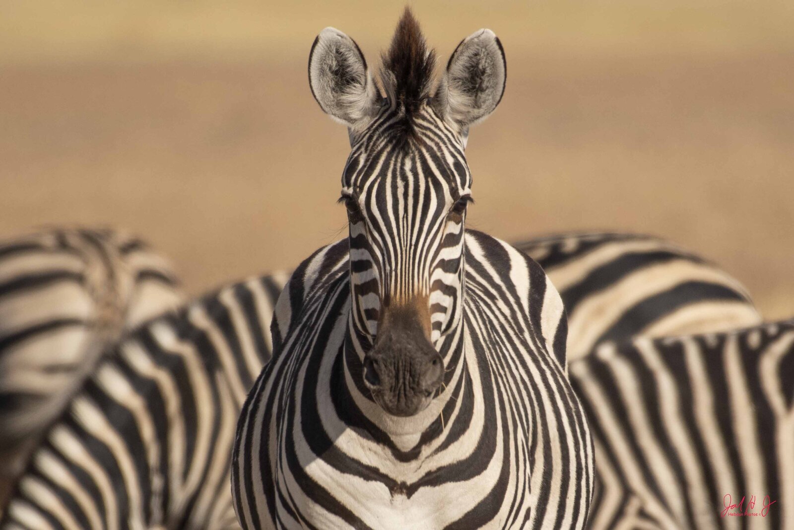 2019 Zebra