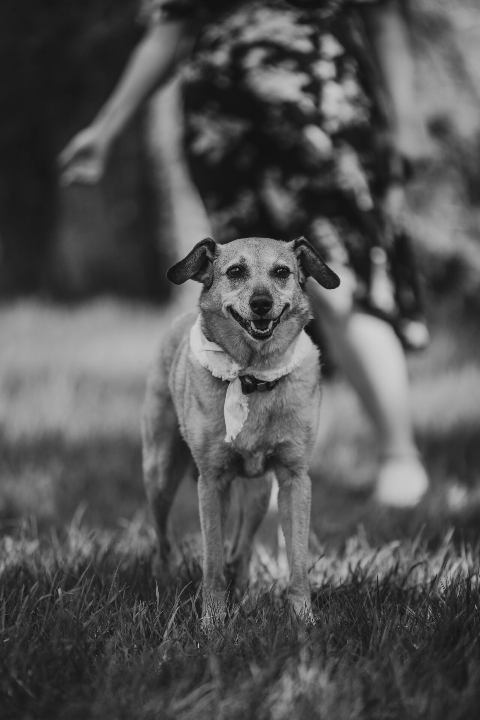 dog ring bearer