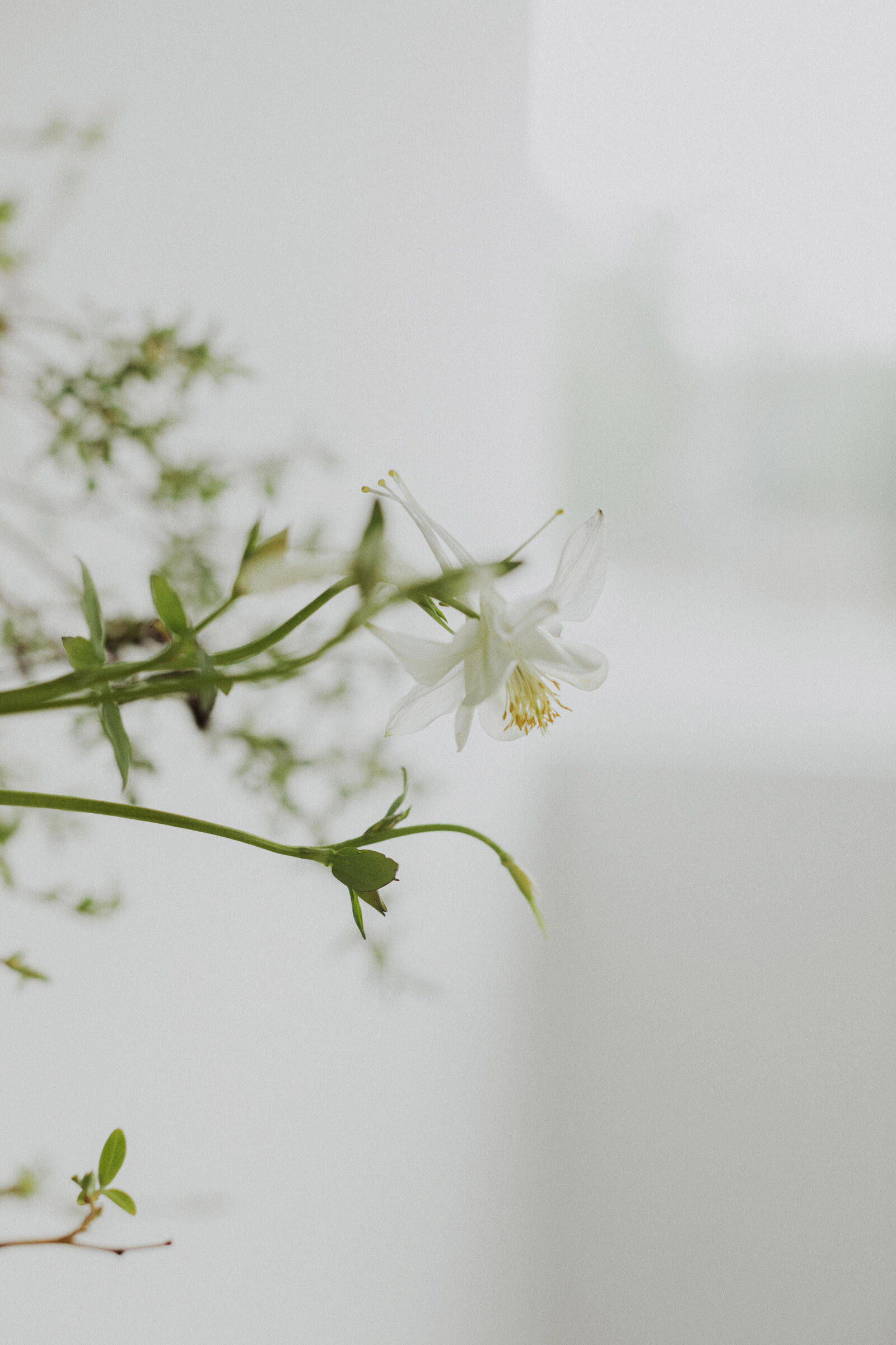 Hazel Avenue_424