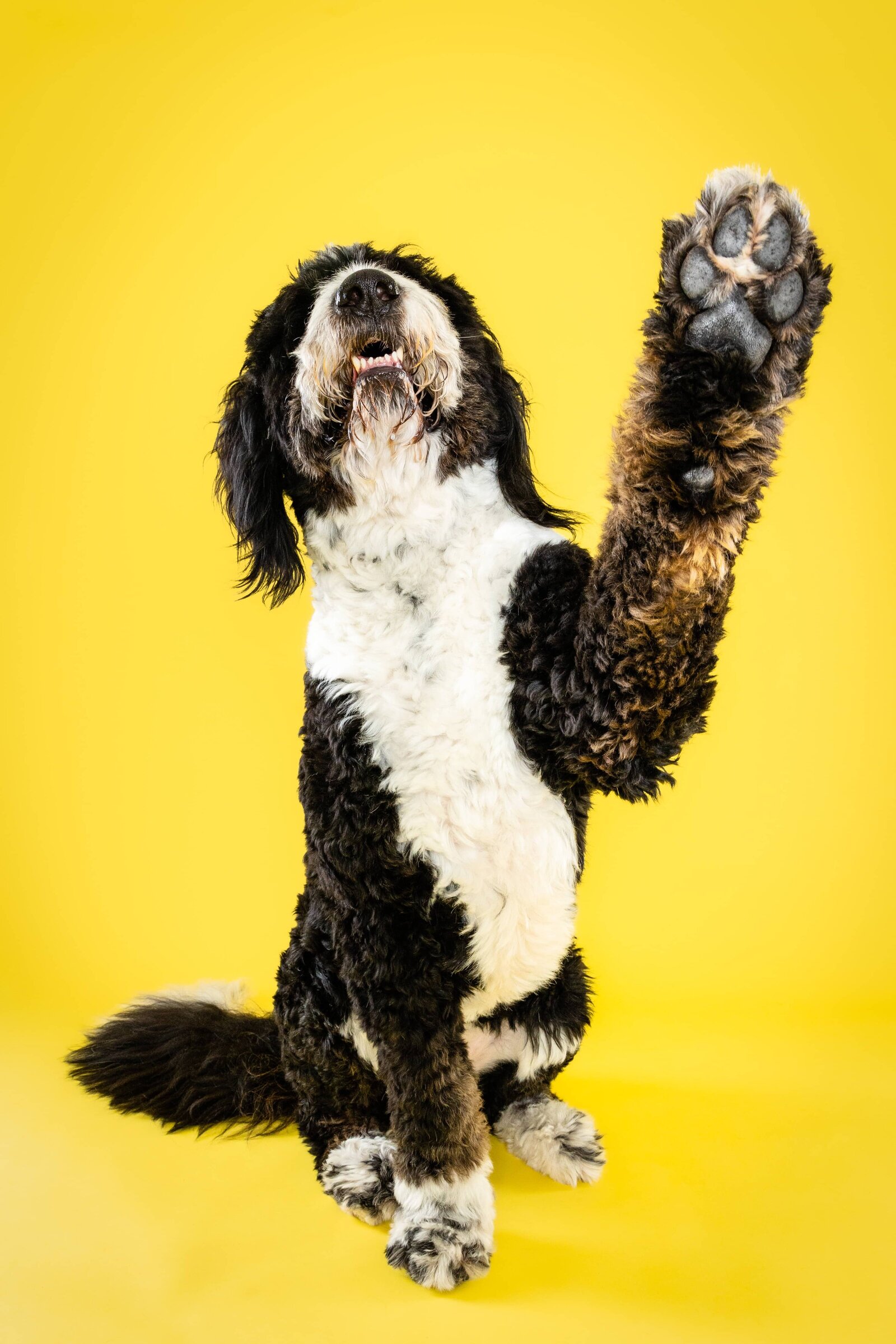 The Beloved Pup Photo Studio Alabama Dog & Pet Photographer 1