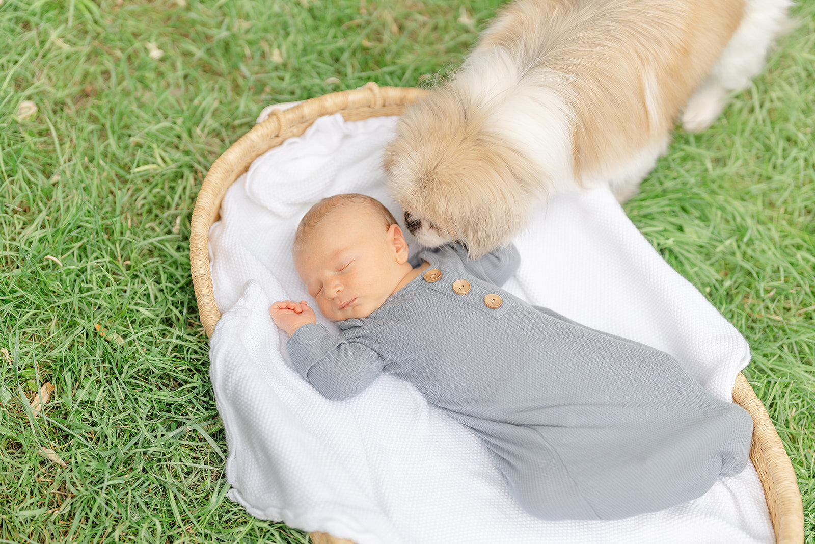 dog smelling baby during newborn photography in Leesburg, Virginia
