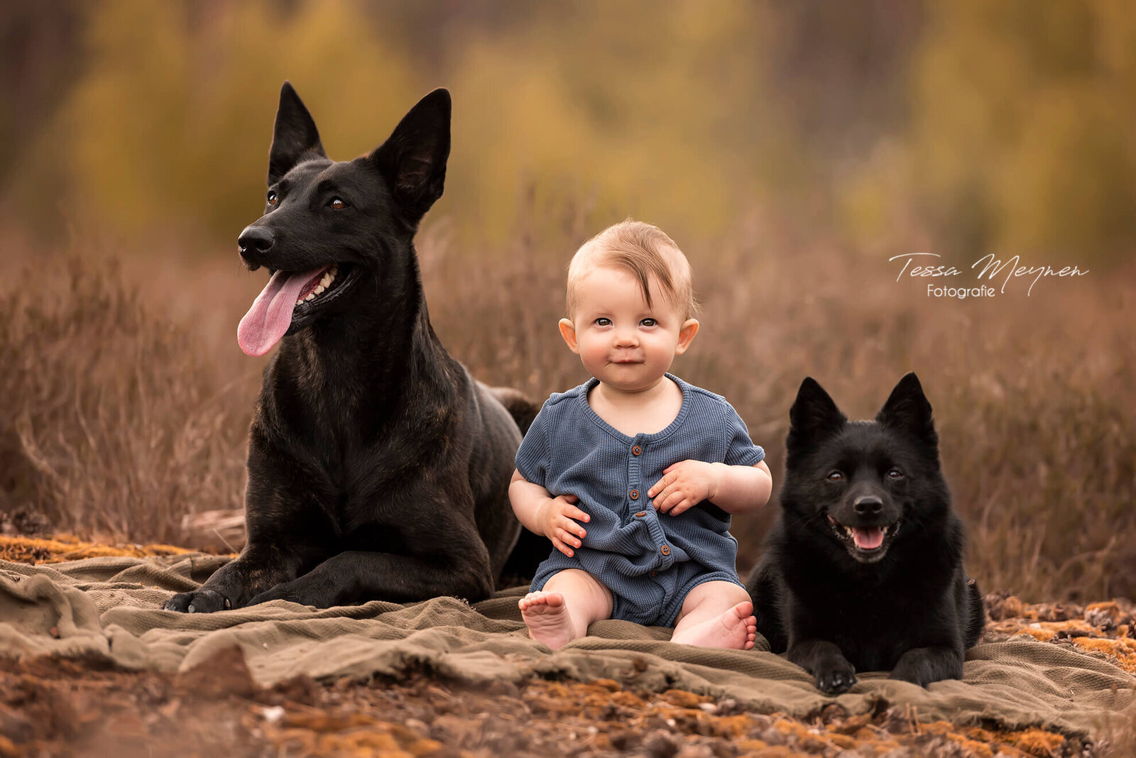 Een baby en 2 honden  in de heide