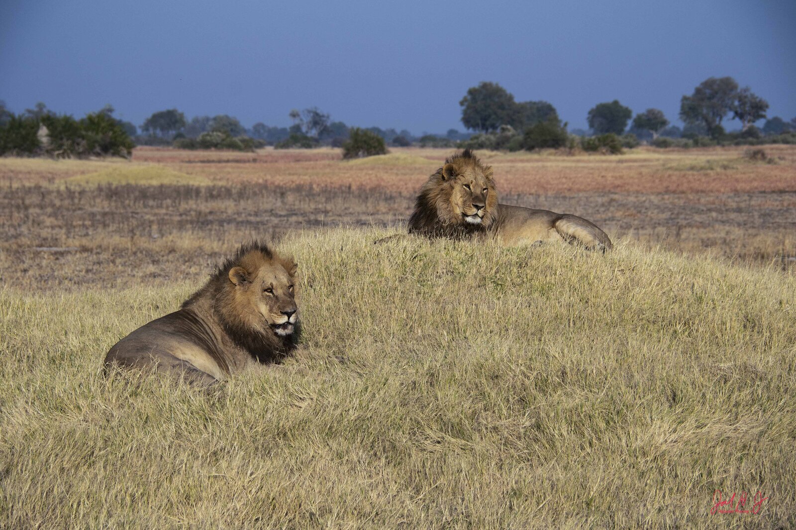 2019 Lion (3)