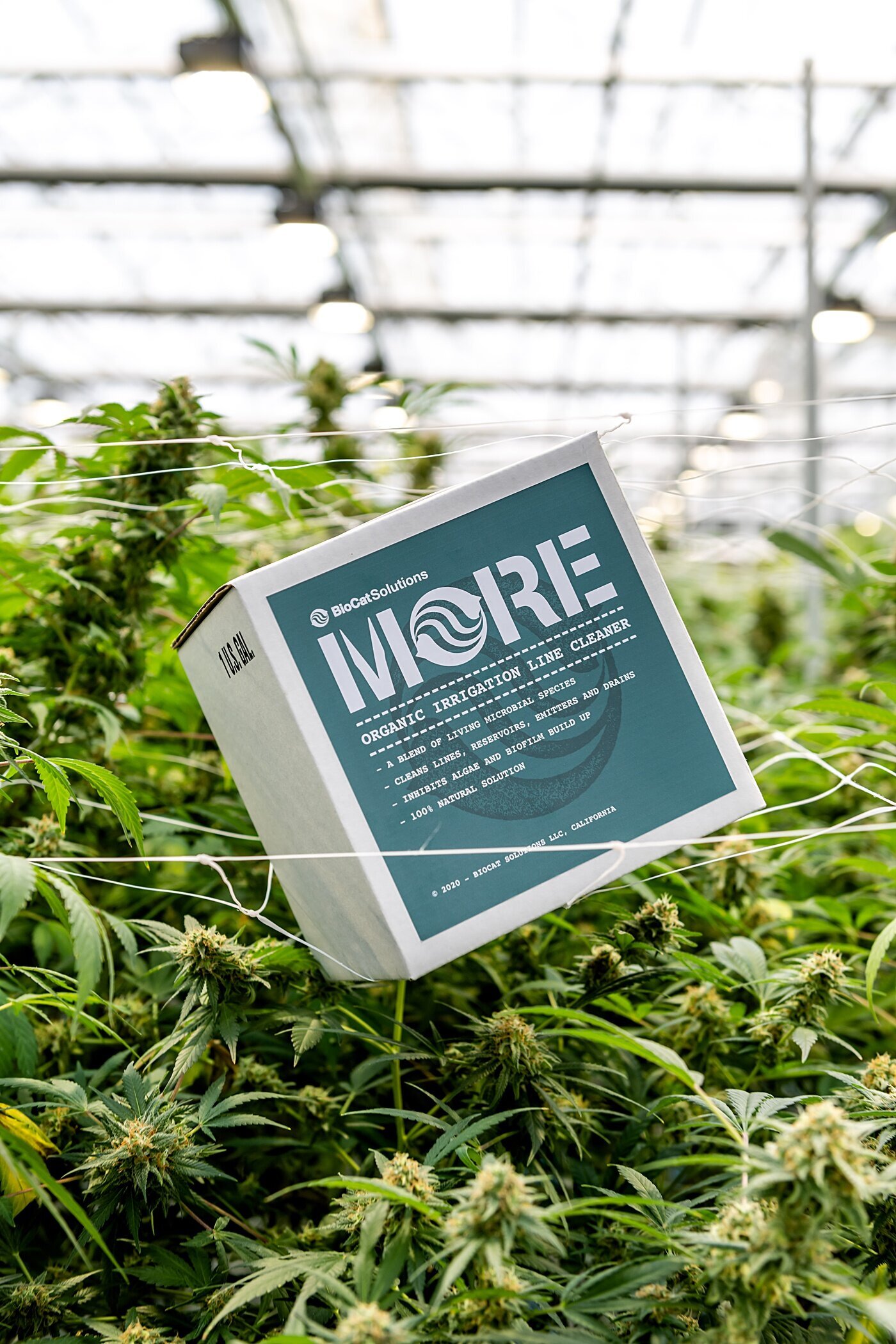 Cort-Mace-Photography-Branding-Grow-With-More-Photography-_0028