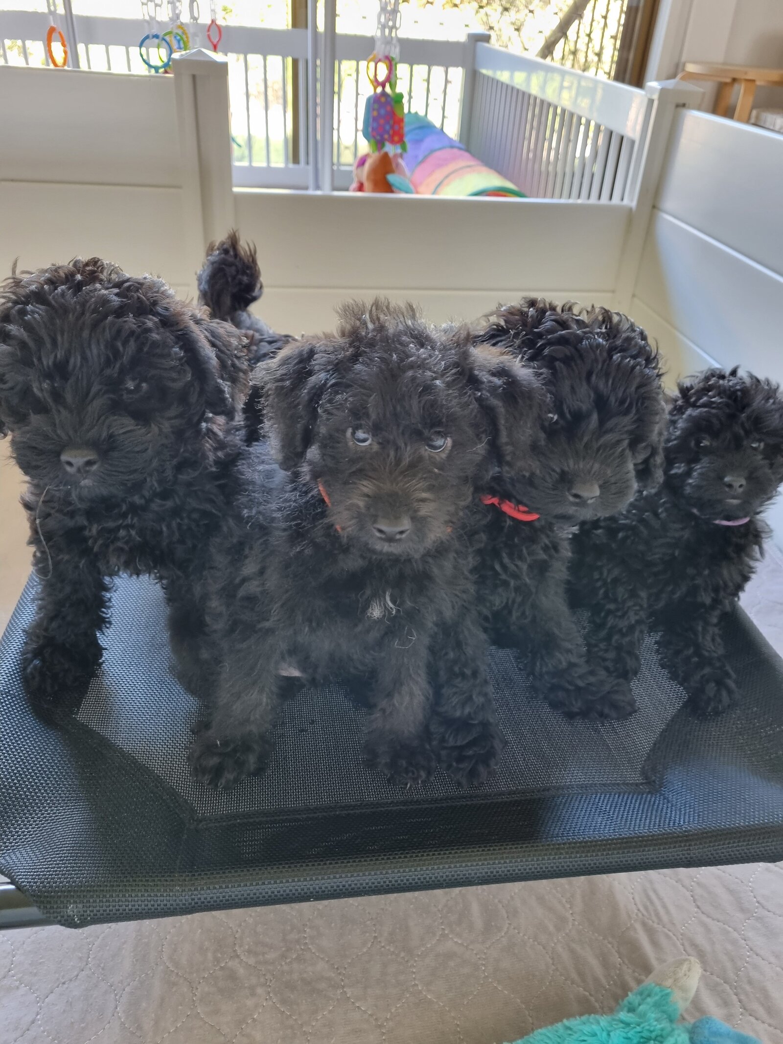 farmstay-dogs-schnoodle-breeders-schnoodle-puppies-nsw1