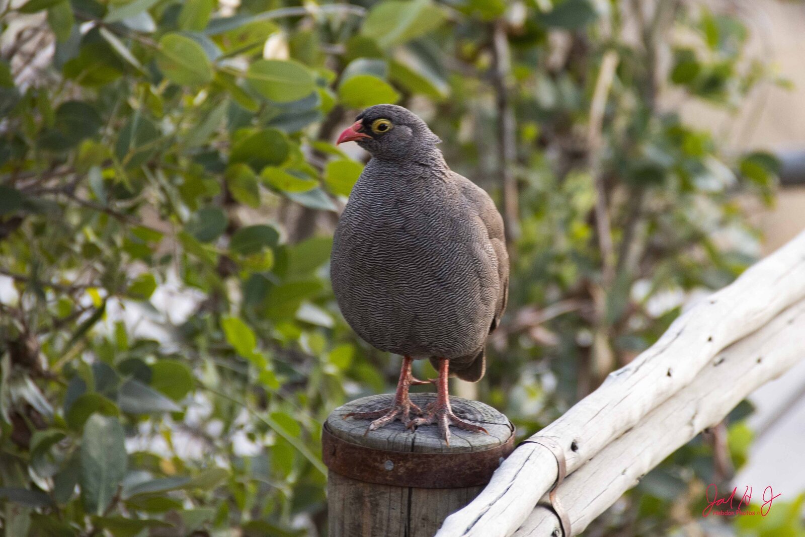 2019 Bird (1)