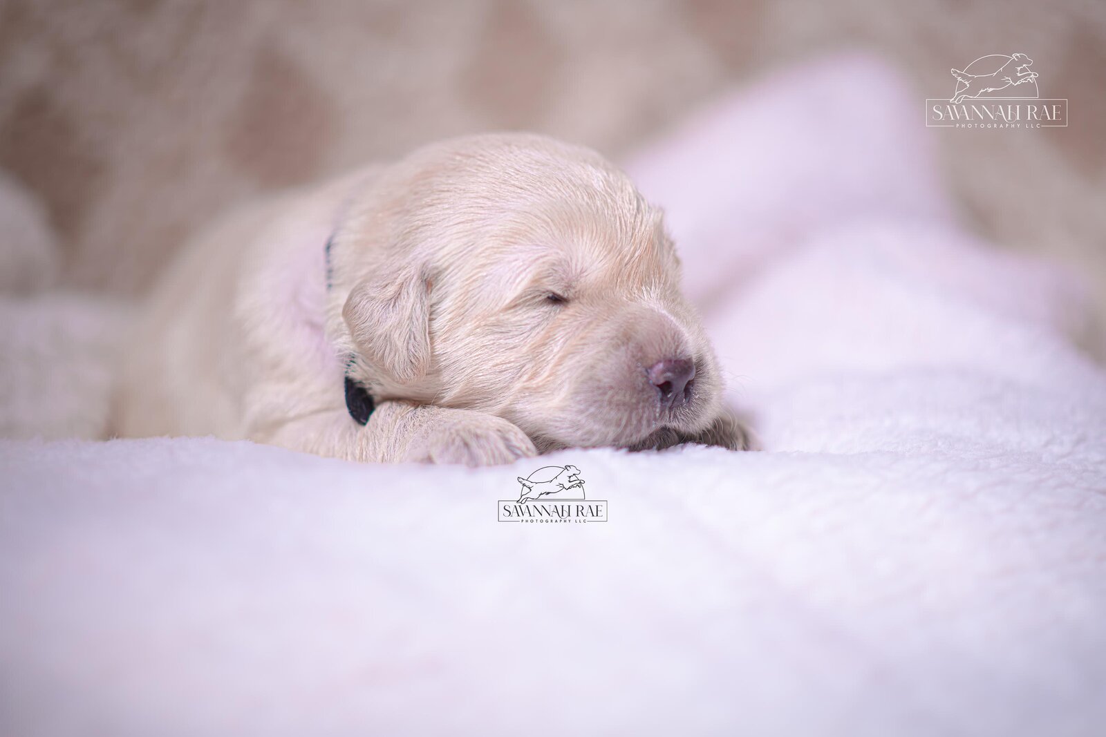 Puppy 2 week-10 copy