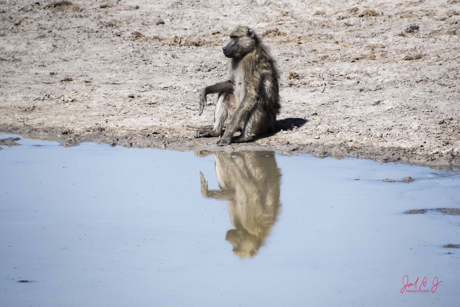 2019 Baboon