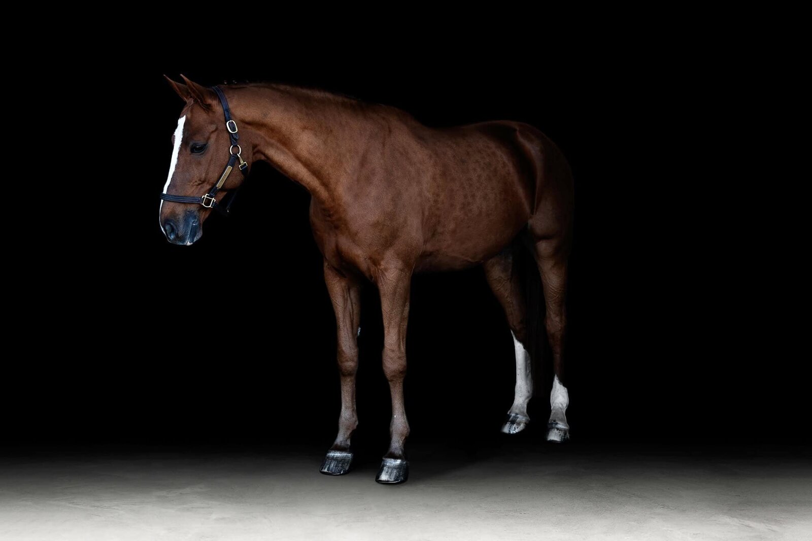 black-background-equine-horse-photography-ocala-lakeland-photographer-4