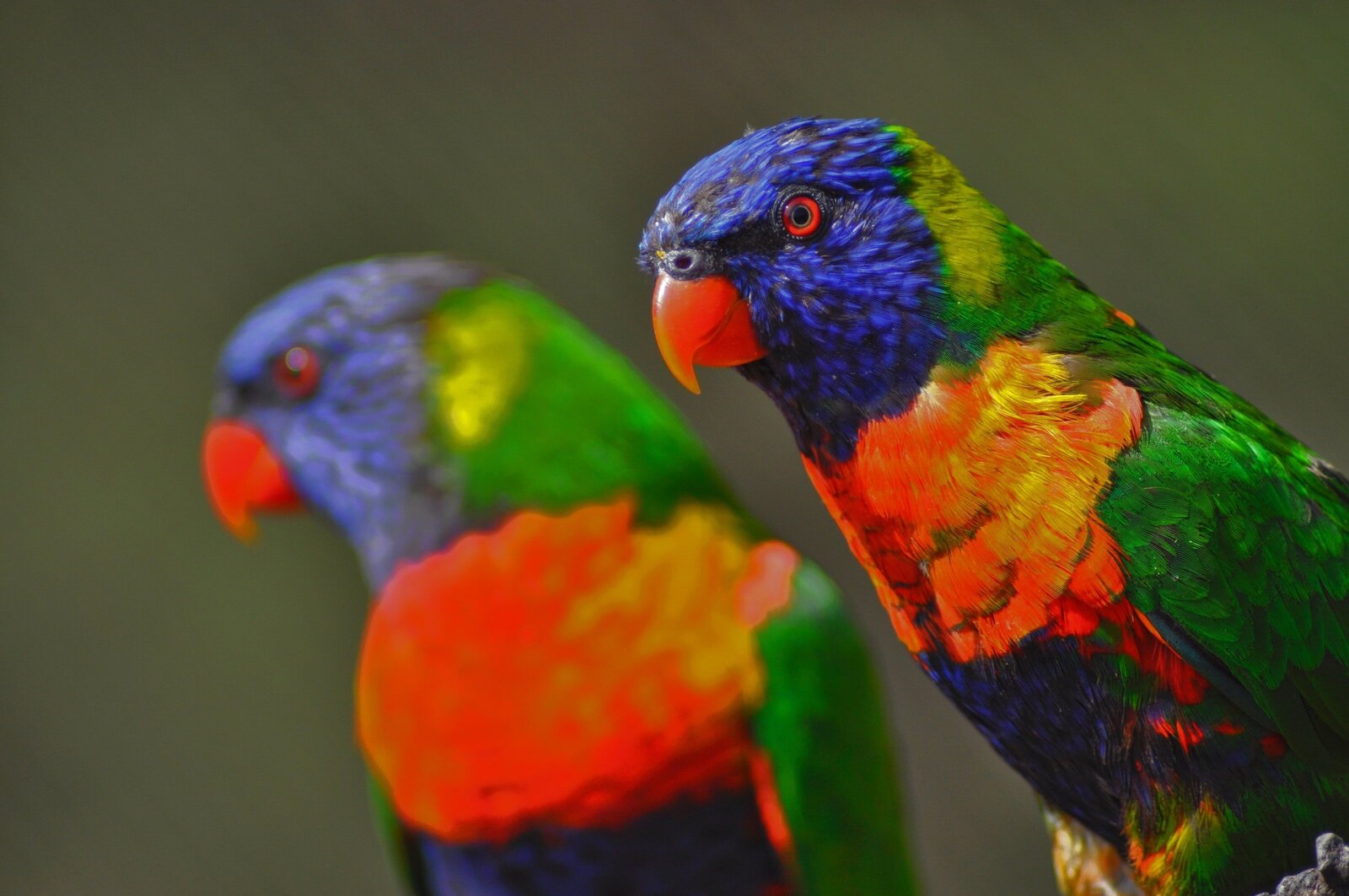 lorikeets-redlands-coast-cleveland