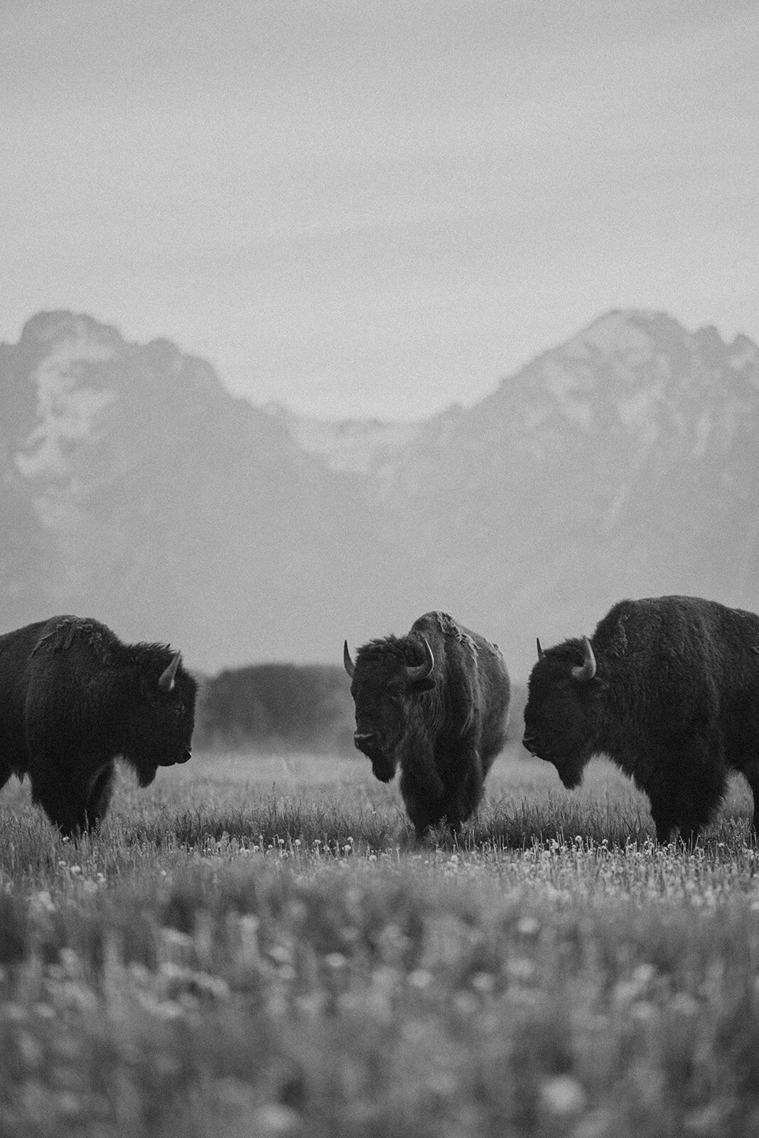Grand-Teton-National-Park-Foxtails-Photography-20_websize