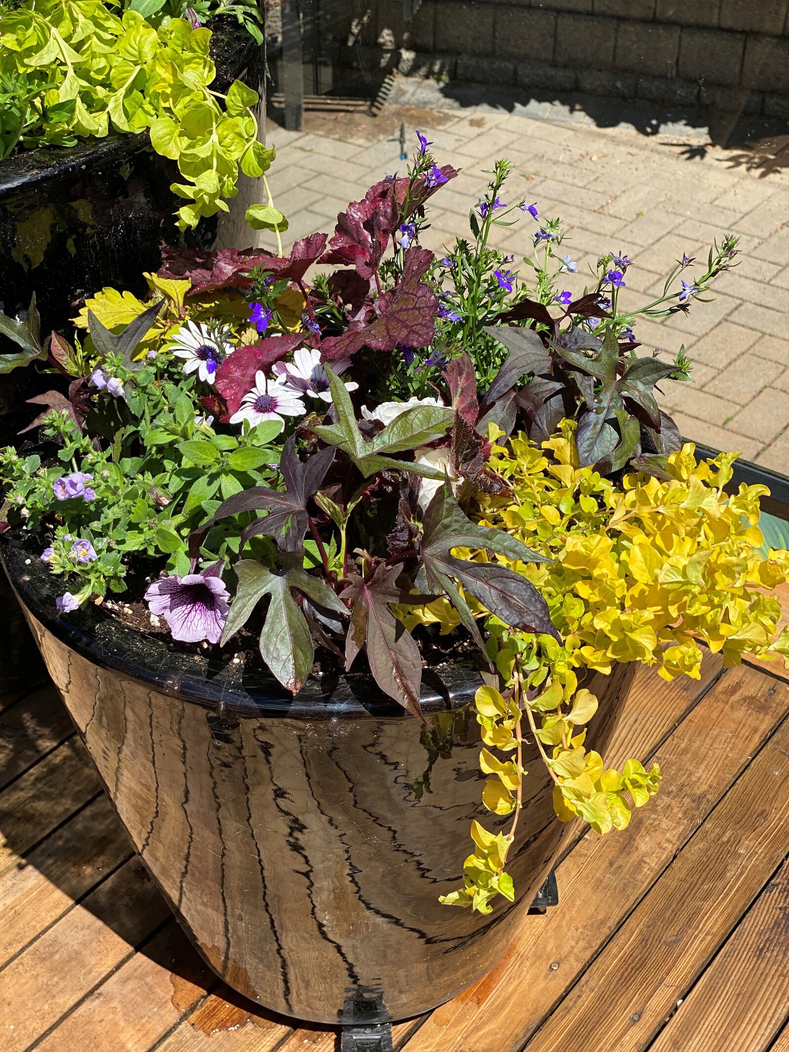 BKC4U MIXED PERENNIAL ANNUAL BLOOM CONTAINER  PURPLE YELLOW