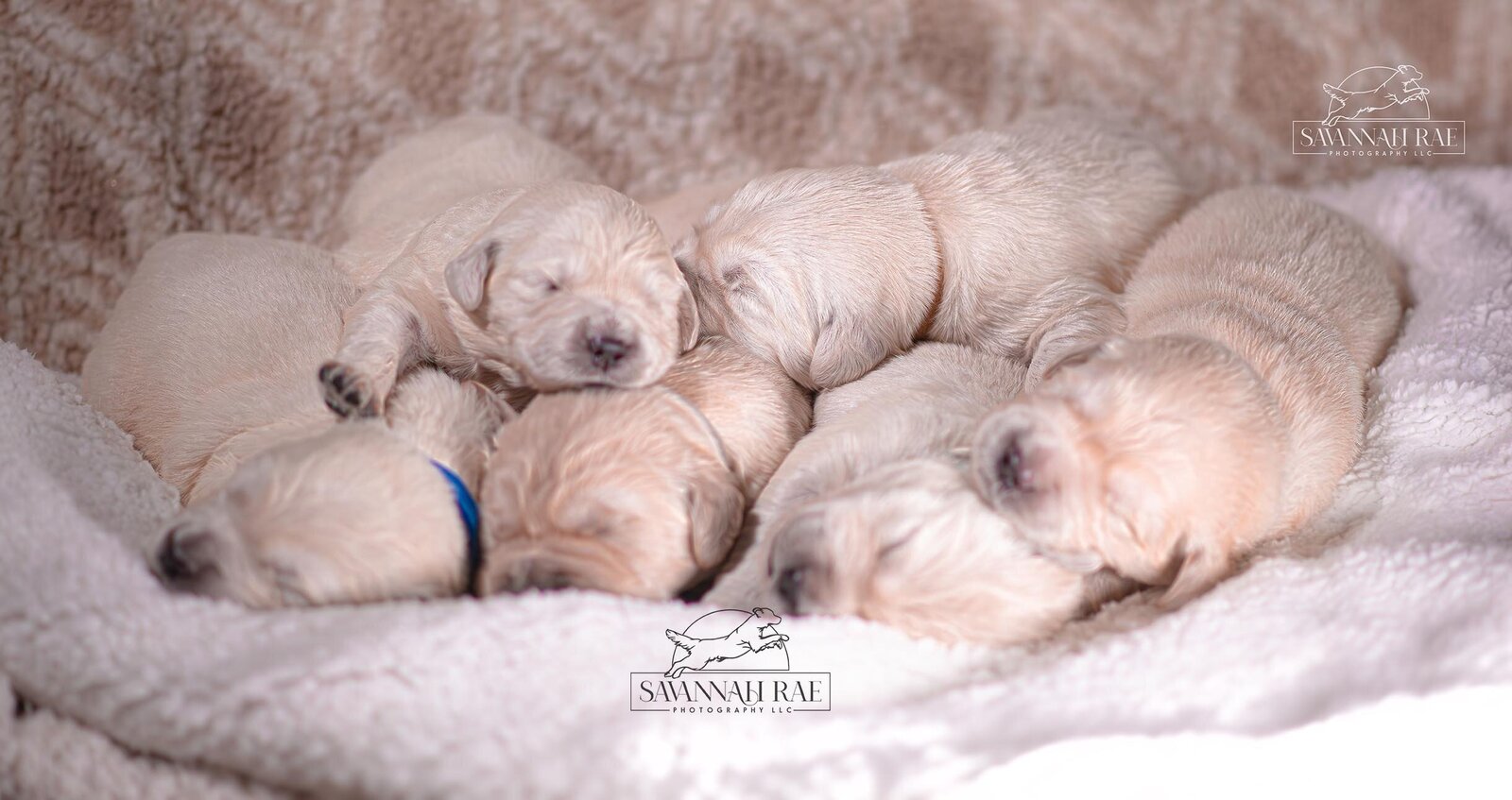 Puppy 2 week-14 copy