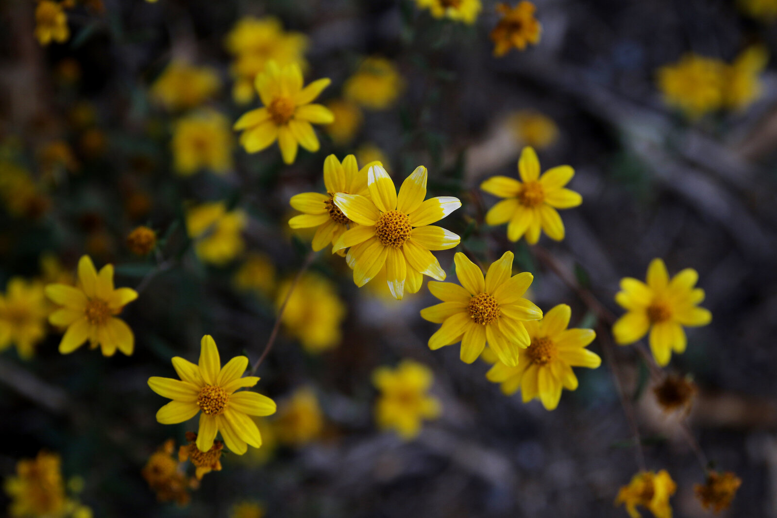 flowe