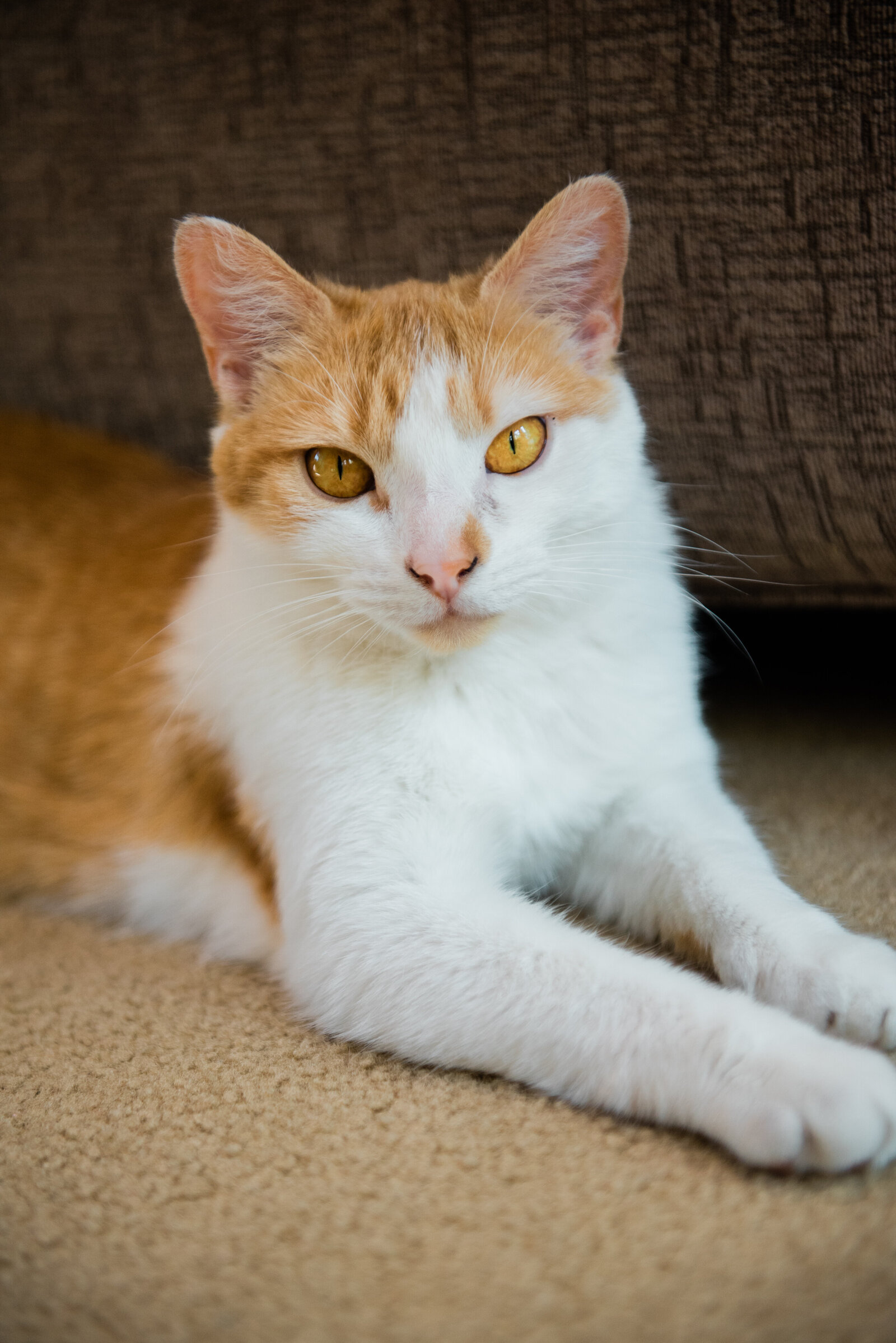 orange and white short hair cat