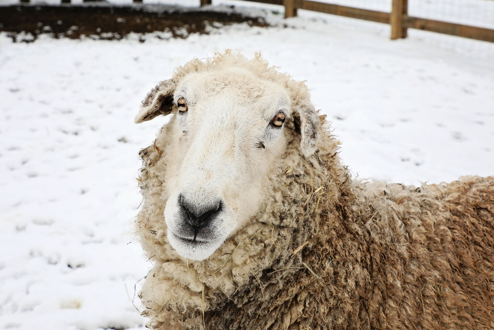 Old Sheep