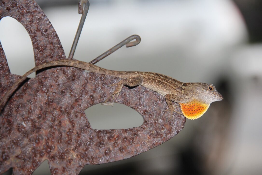 Male Lizard
