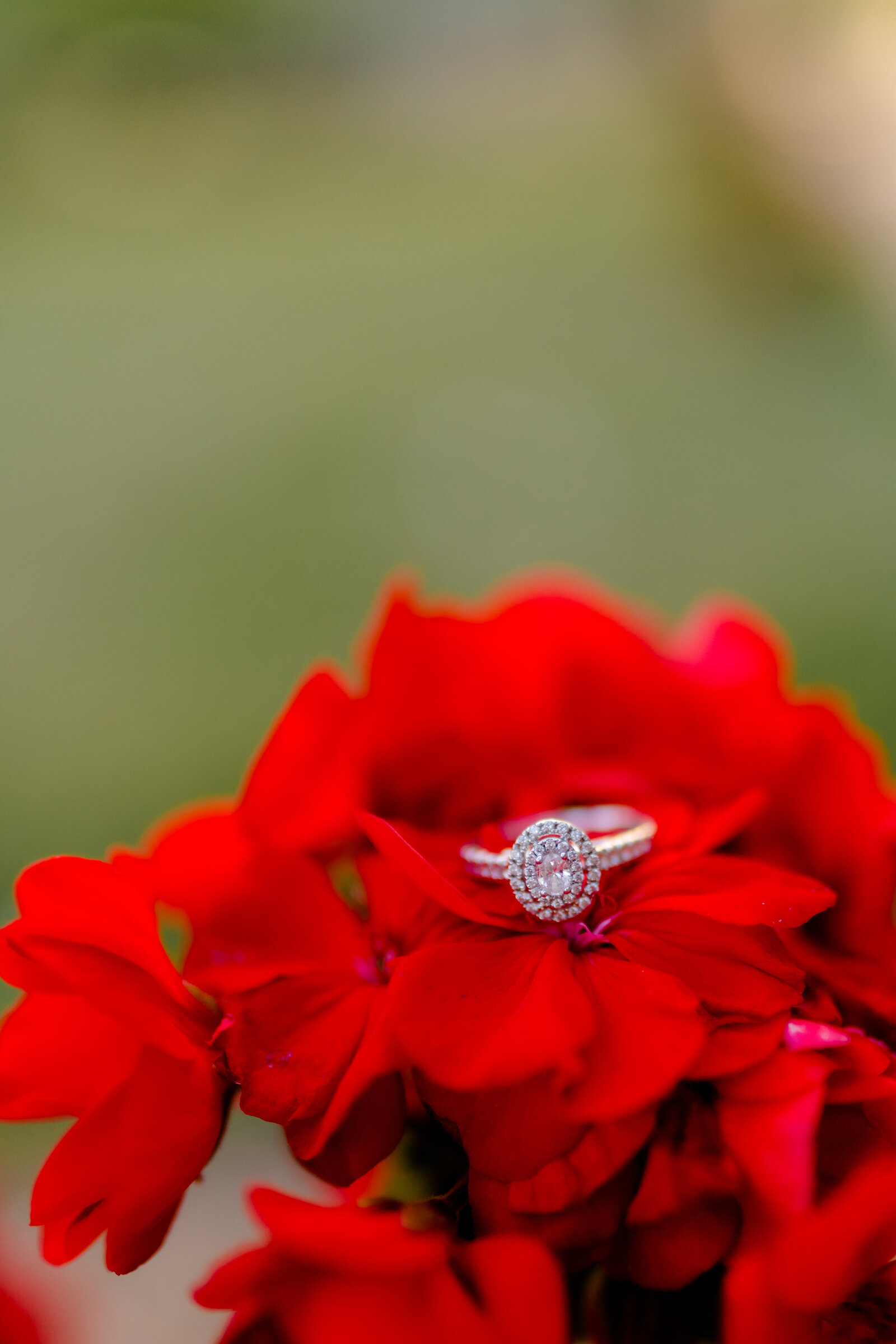 oval halo wedding ring sittingon top of a red flower from a brides bouquet