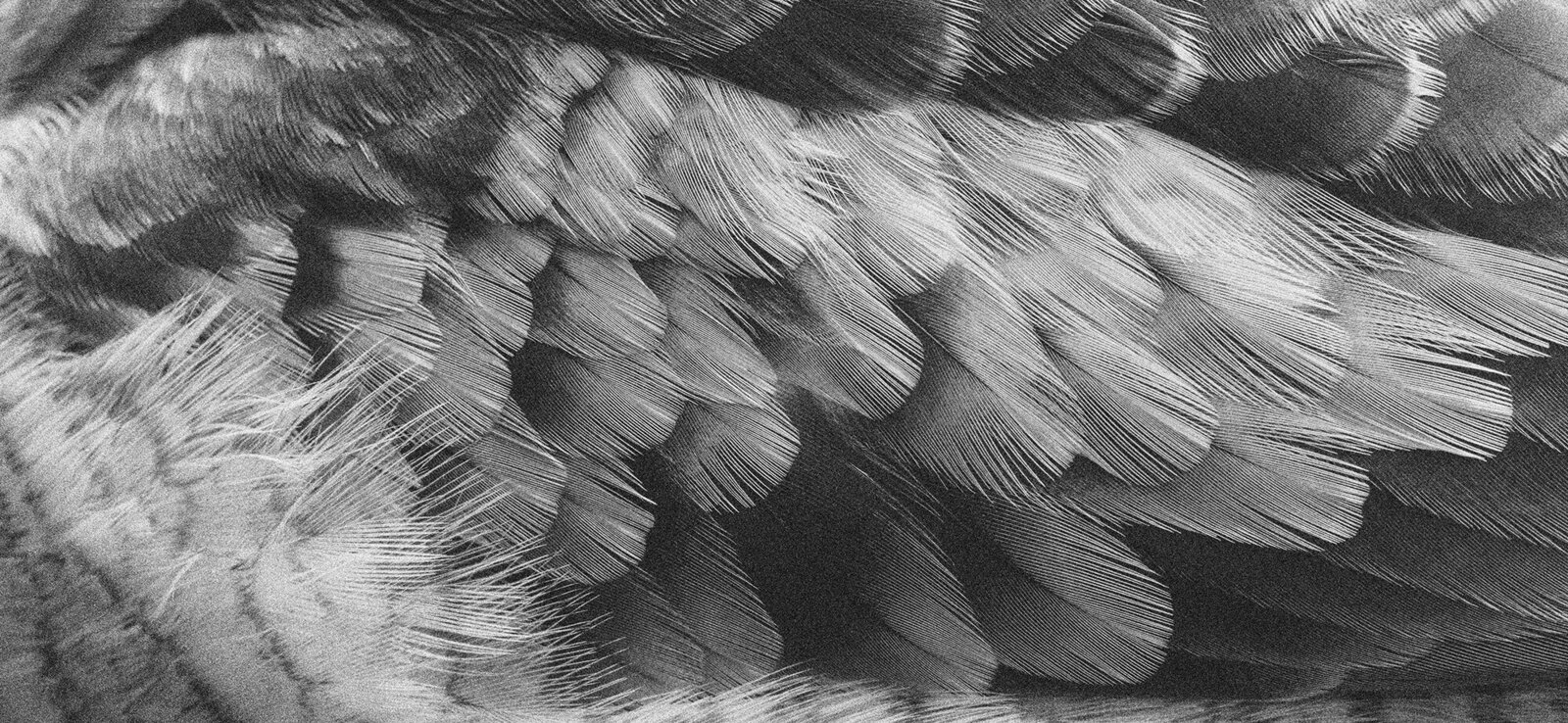 david-clode-8mNiu61GCb0-unsplash copy