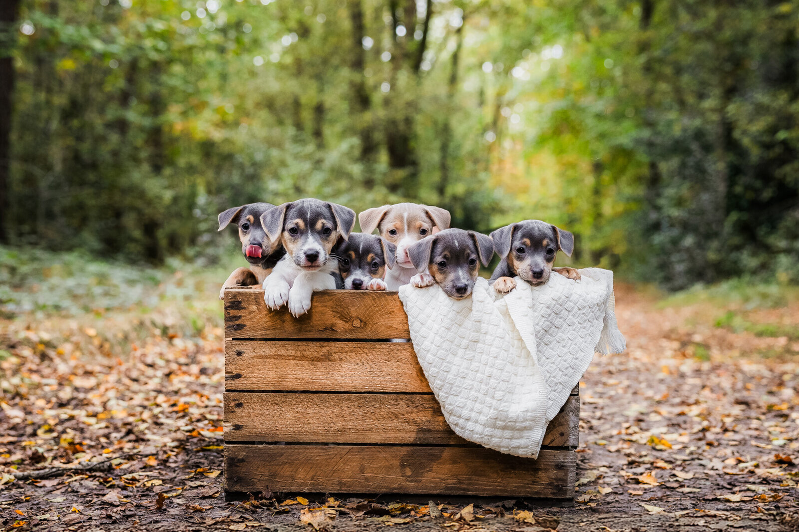 Puppy fotoshoot